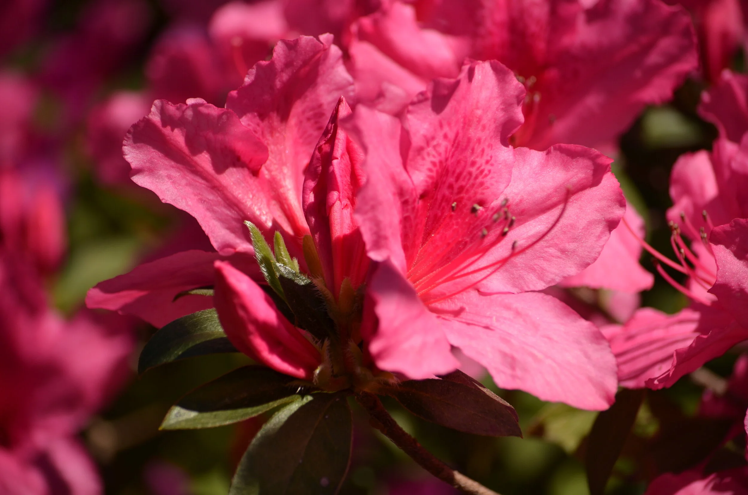 DSC_2417.JPG