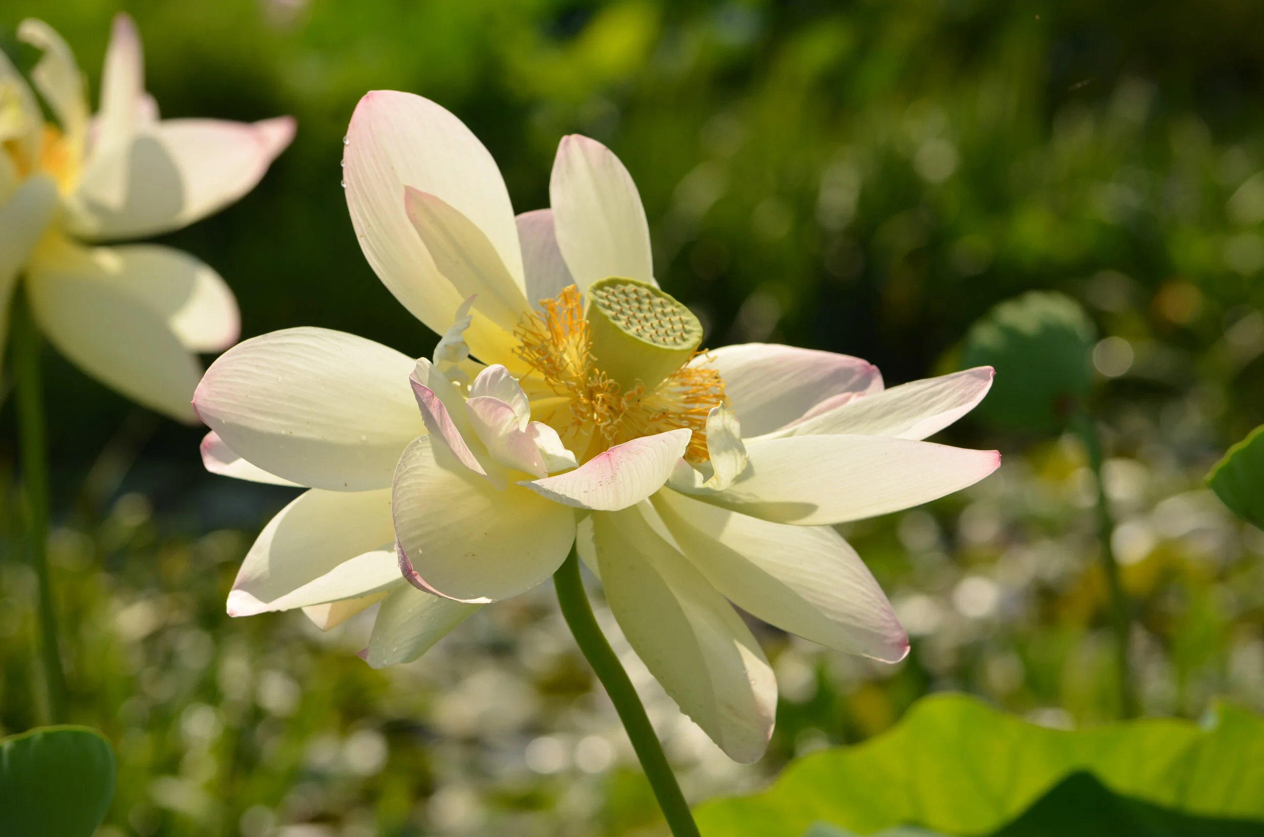 DSC_2476.JPG