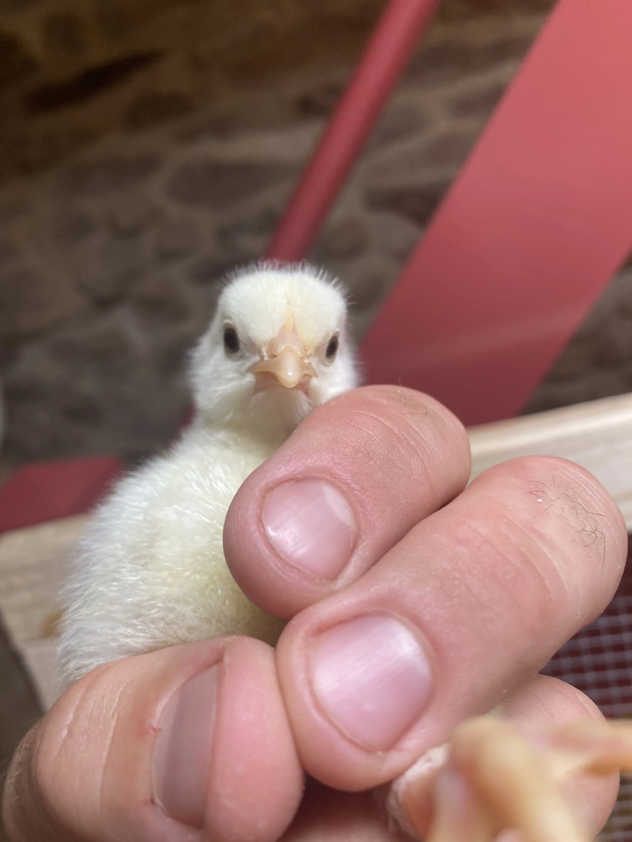 Pre-Order Whole Chickens - Help Fund the Walk-In Cooler!