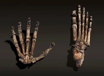 homo-naledi-hands.jpg