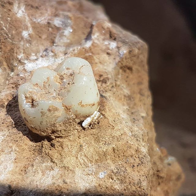 We recently discovered this tooth in the Guangxi province in China. We have just begun the dating process, but we believe it is about 400,000 years old! Using a combination of ESR and Uranium series dating techniques, it will take us about 1 year bef