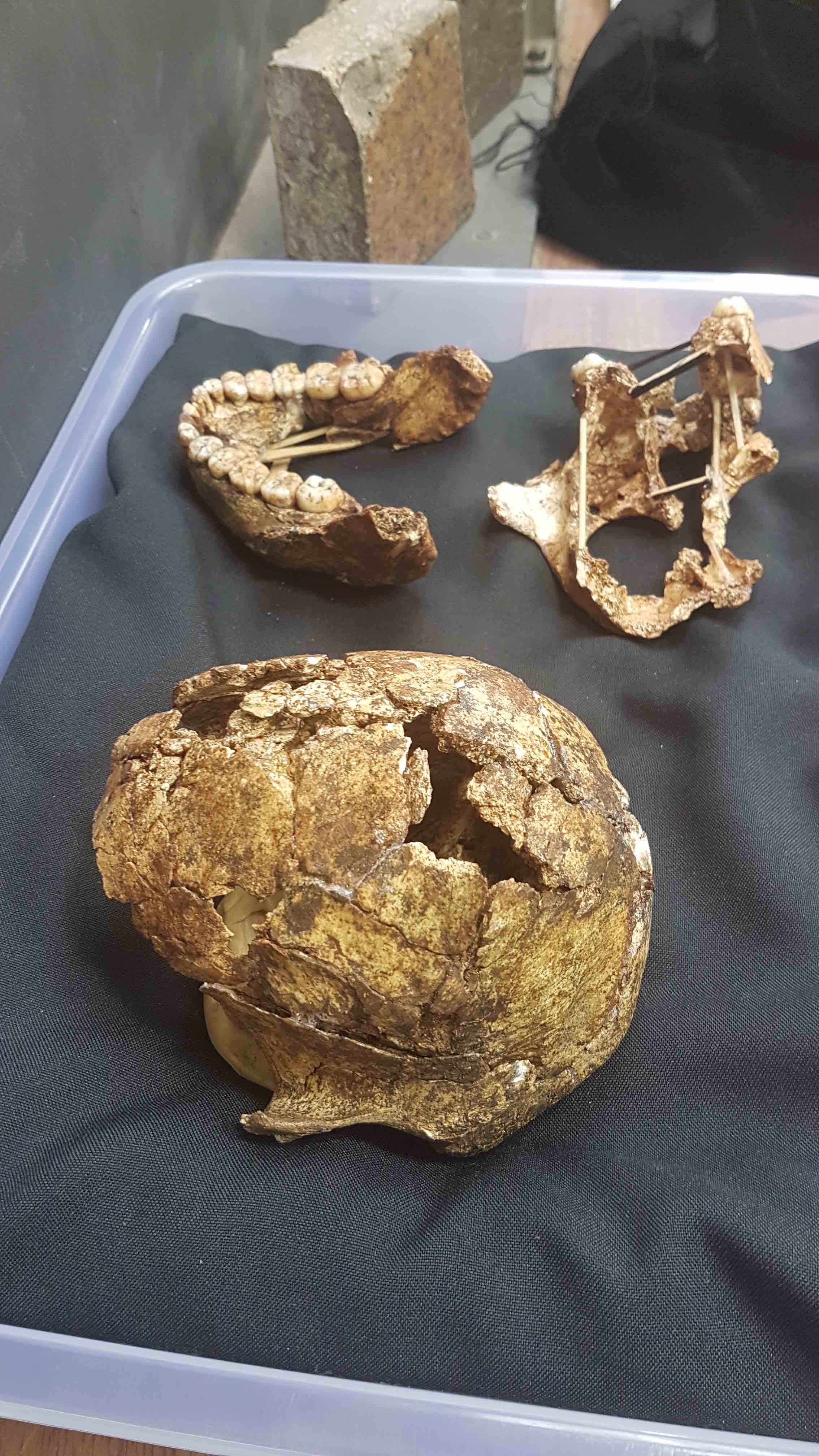 Drimolen fossil