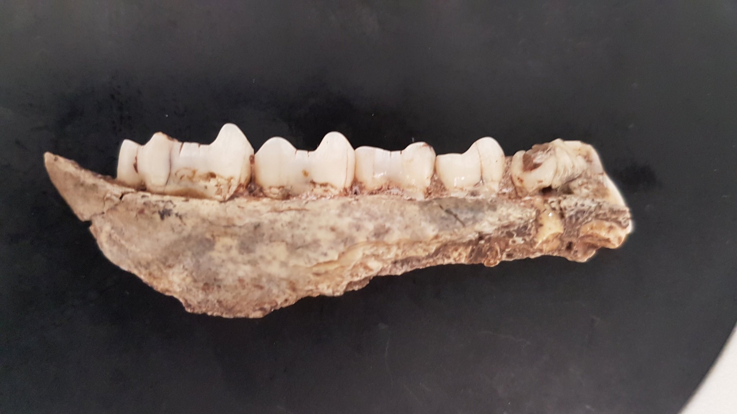 Fossil Jaw of a 2Myo Baboon
