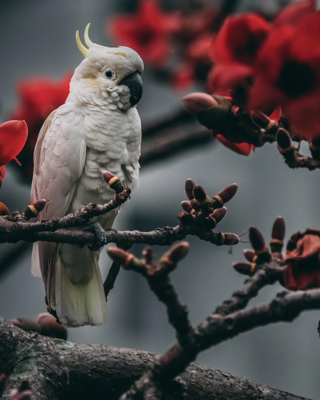 Endangered But Thriving