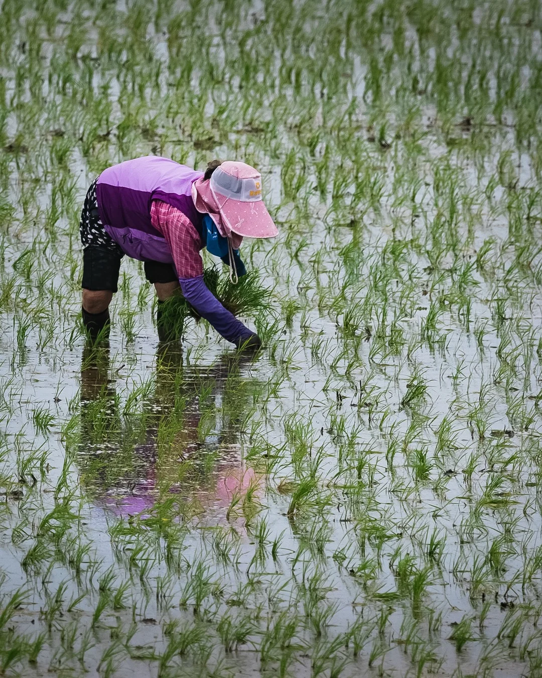 Planting Rice - South Korea