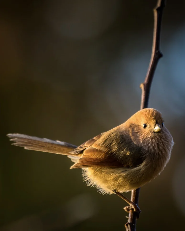 Vinous-throated Parrotbill