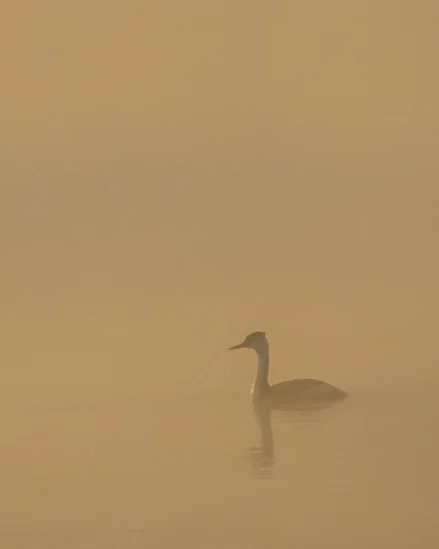 Great-crested Grebe in Autumn Fog