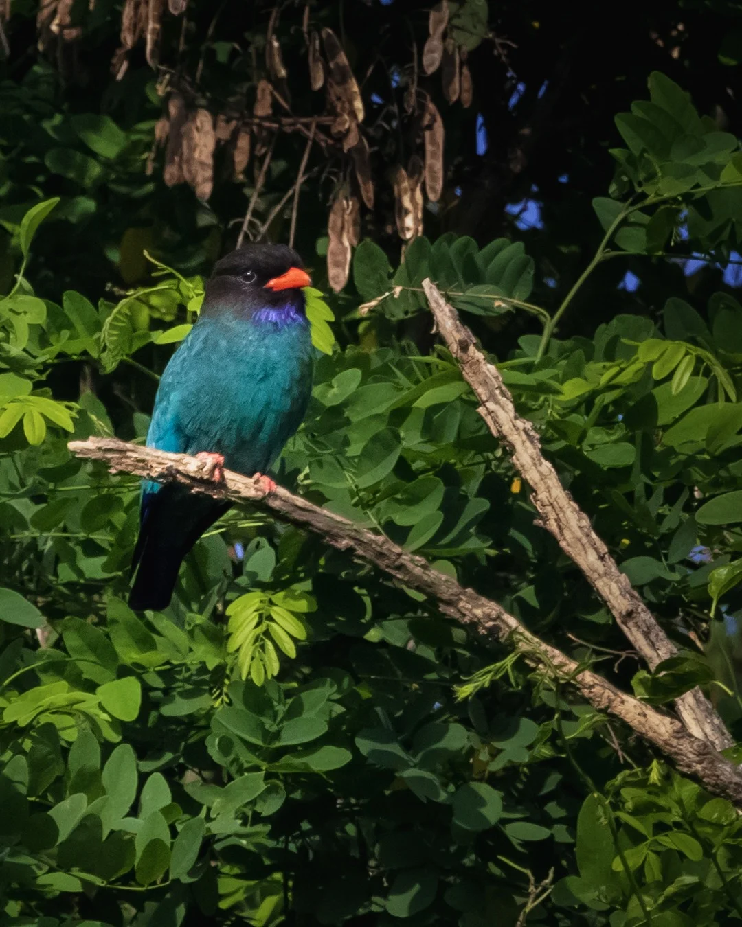 Dollarbird