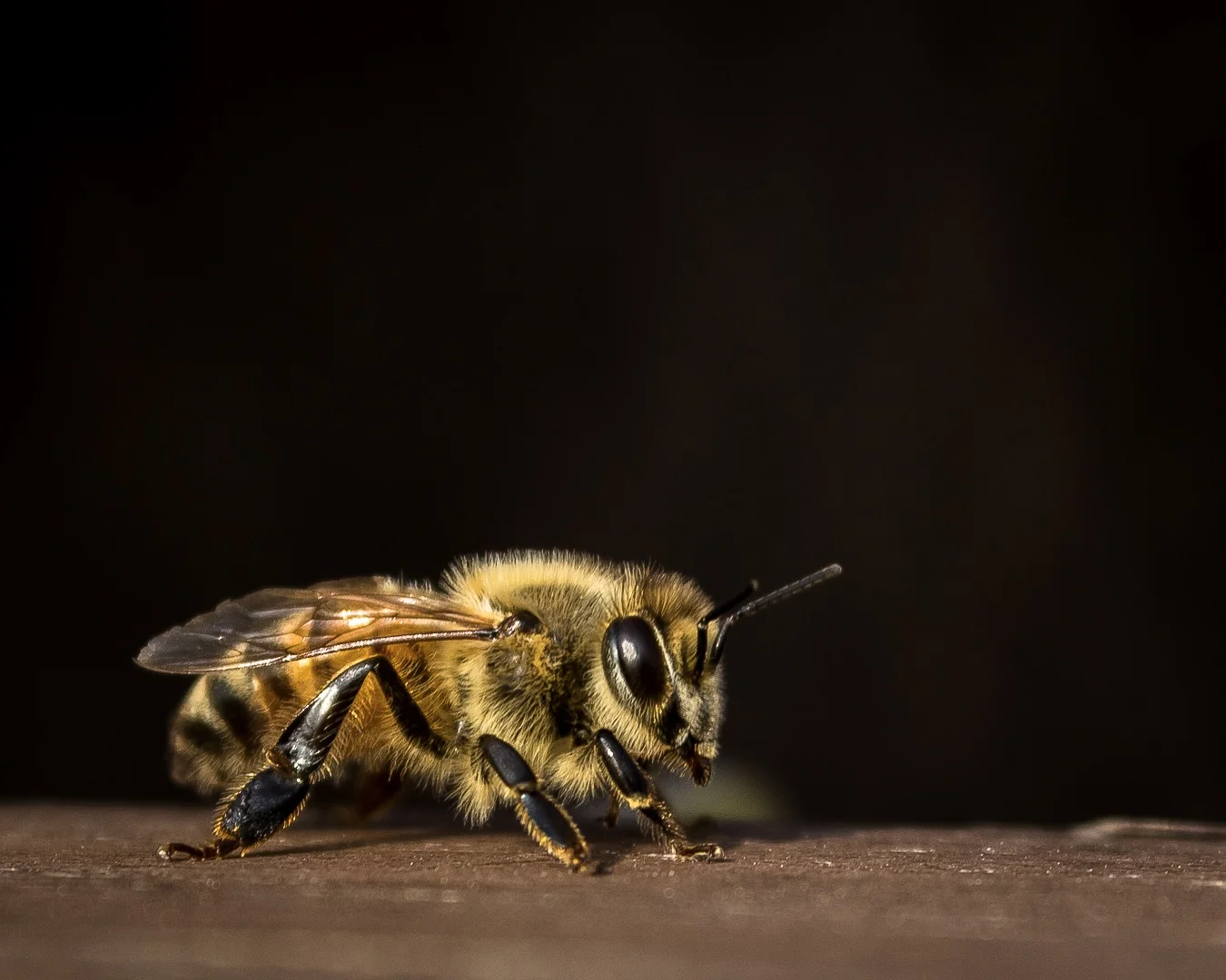 European Honeybee in Asia