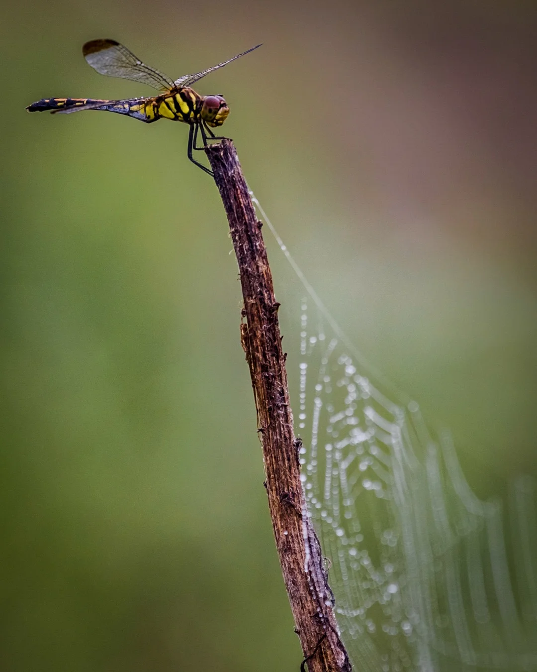 Morning Meadowhawk