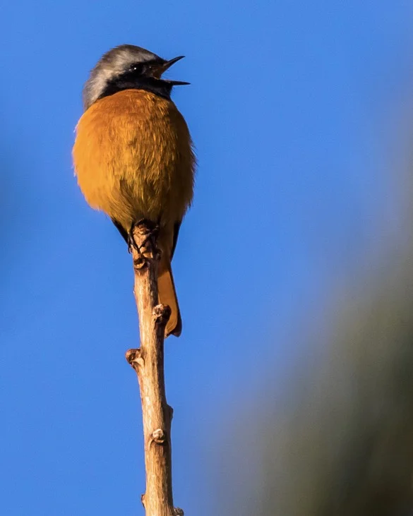 Daurian Redstart