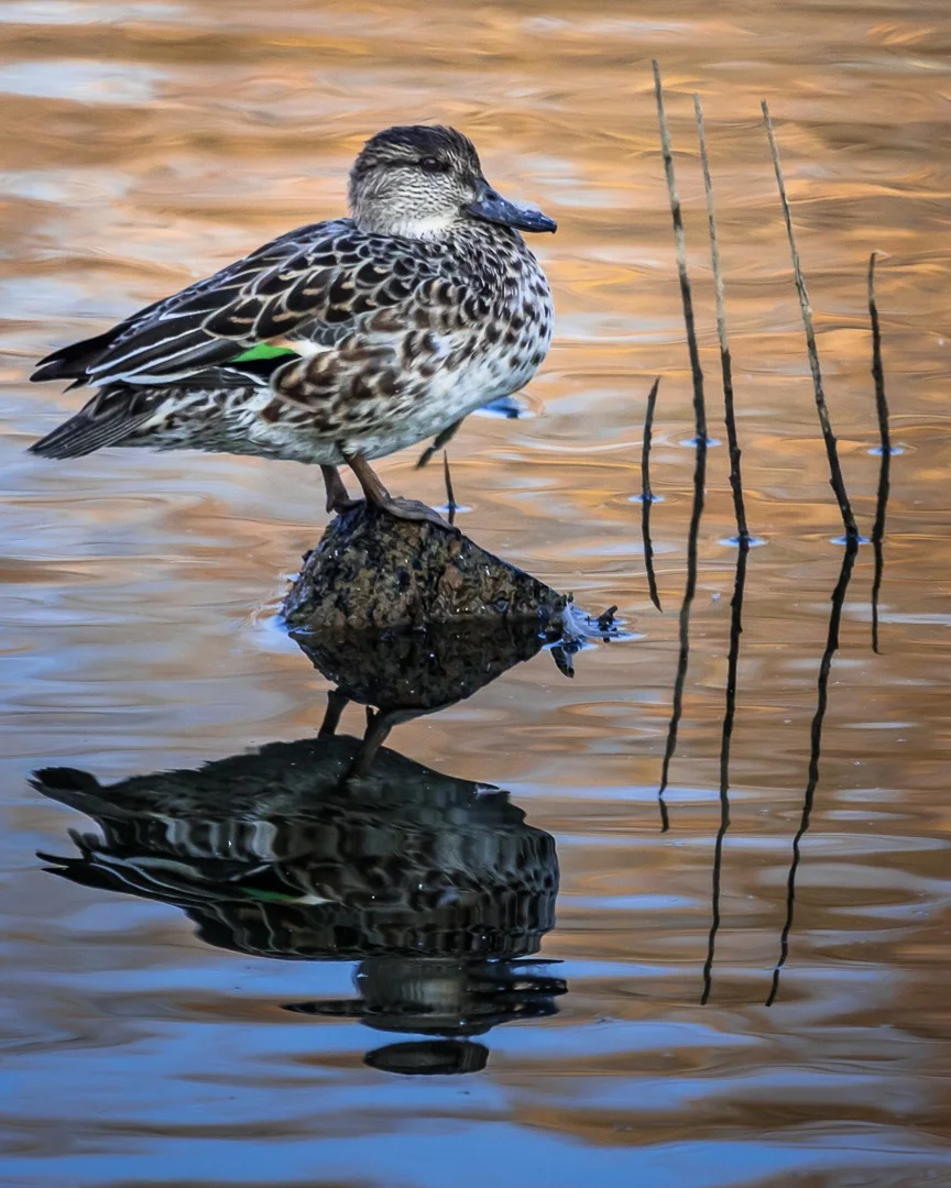 Eurasian Teal in Autumn