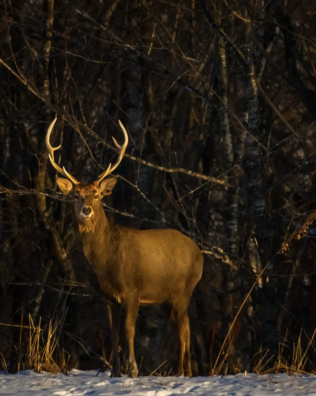 Sika Deer - Hokaido