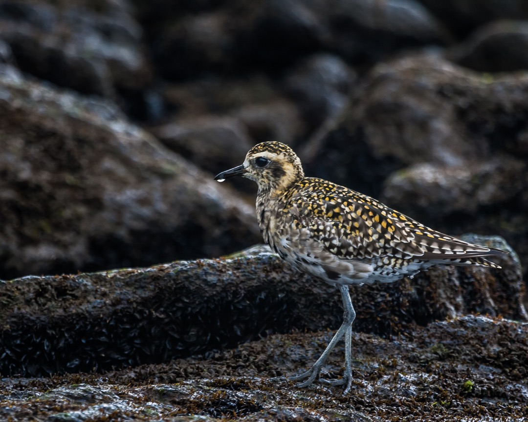 Pacific Golden Plover - Hawaii