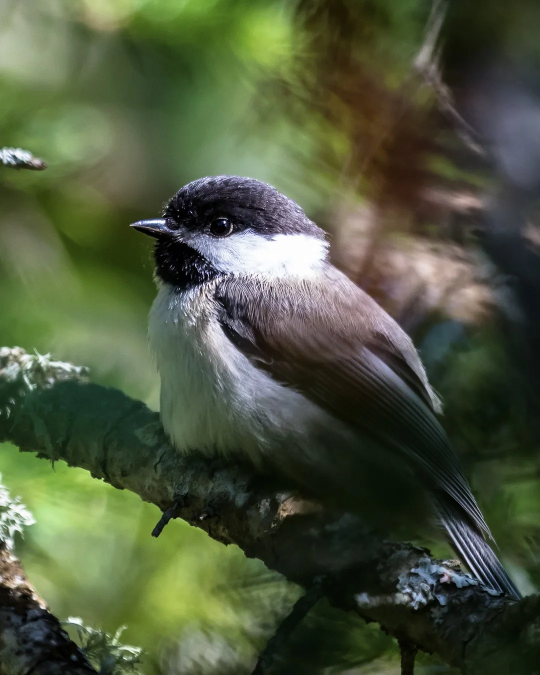 Summertime Black-capped Chickadee