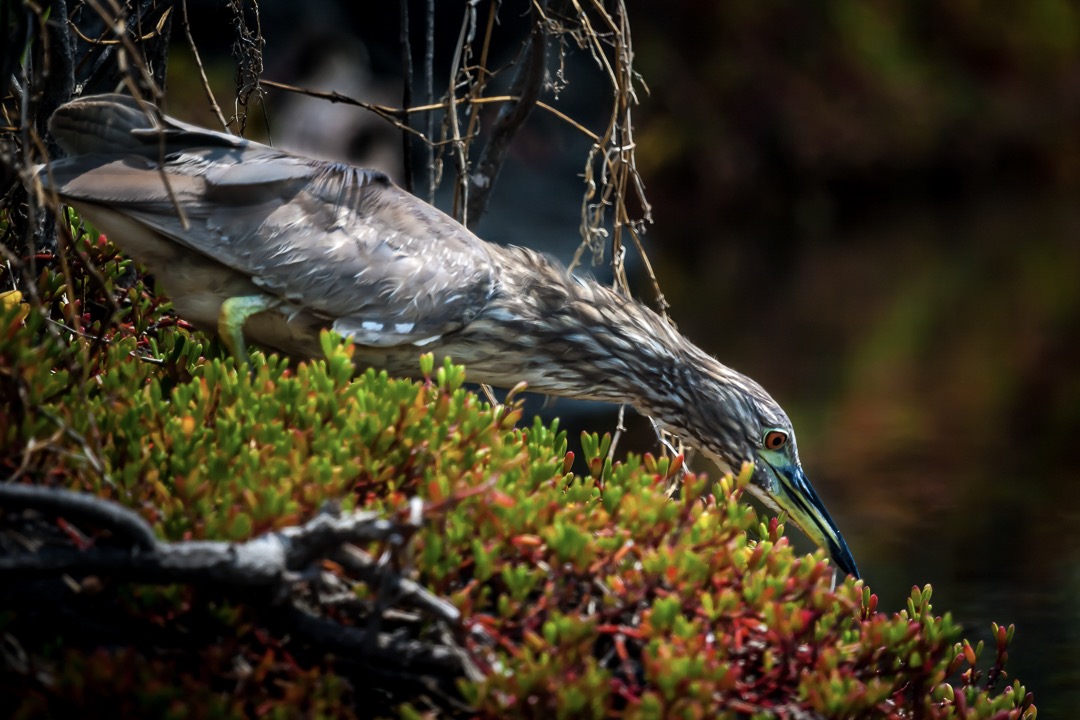 Female Black-crowned Night Heron - Hunting