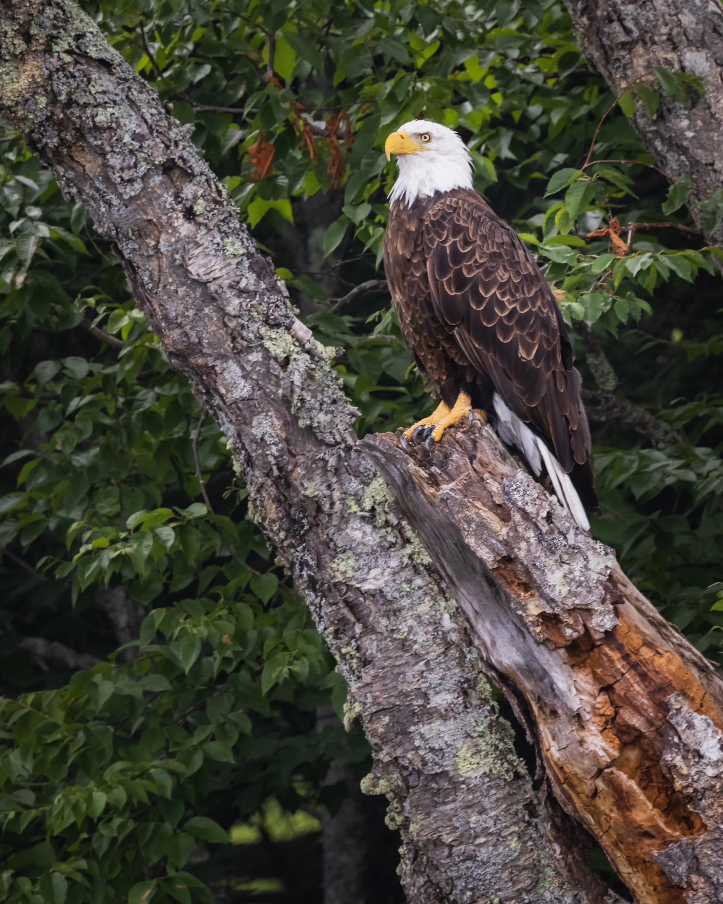 Bald Eagle