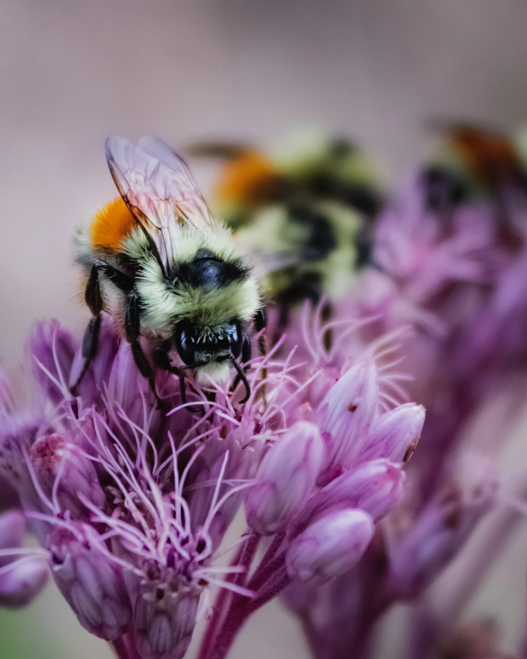 Orange-belted Bumblebee on Joe-Pye Weed