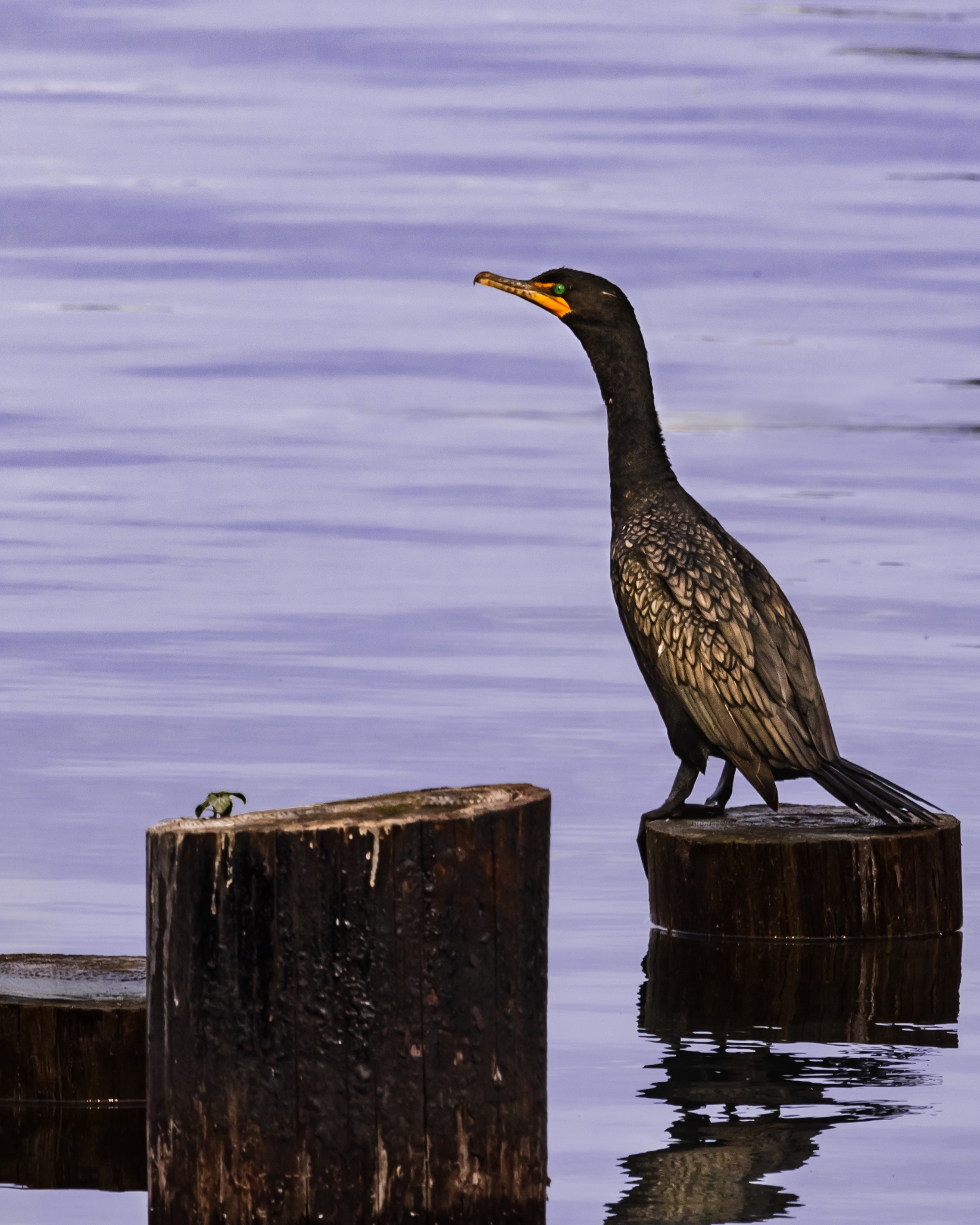 Double-crested Cormorant