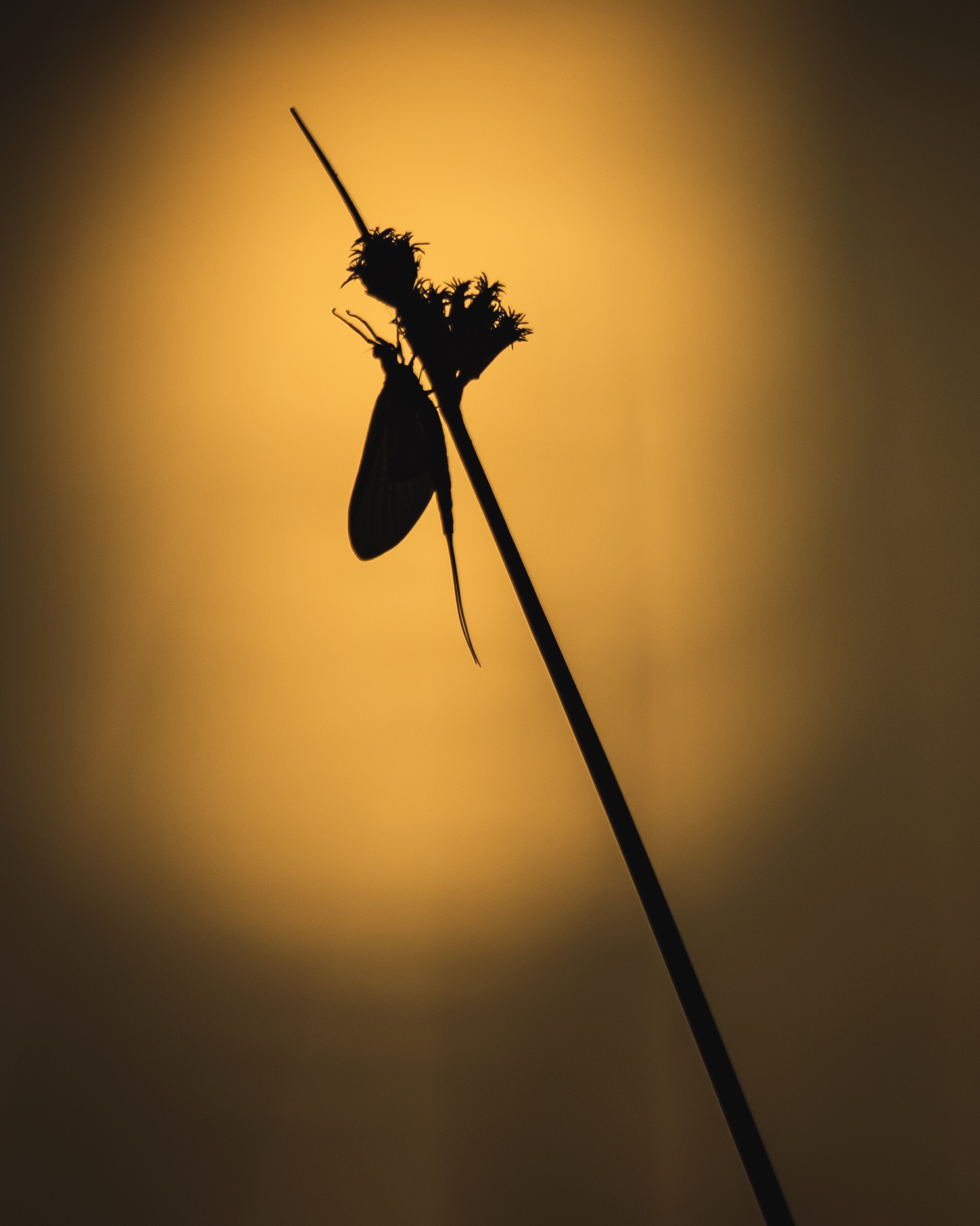 Hexagenia Silhouette