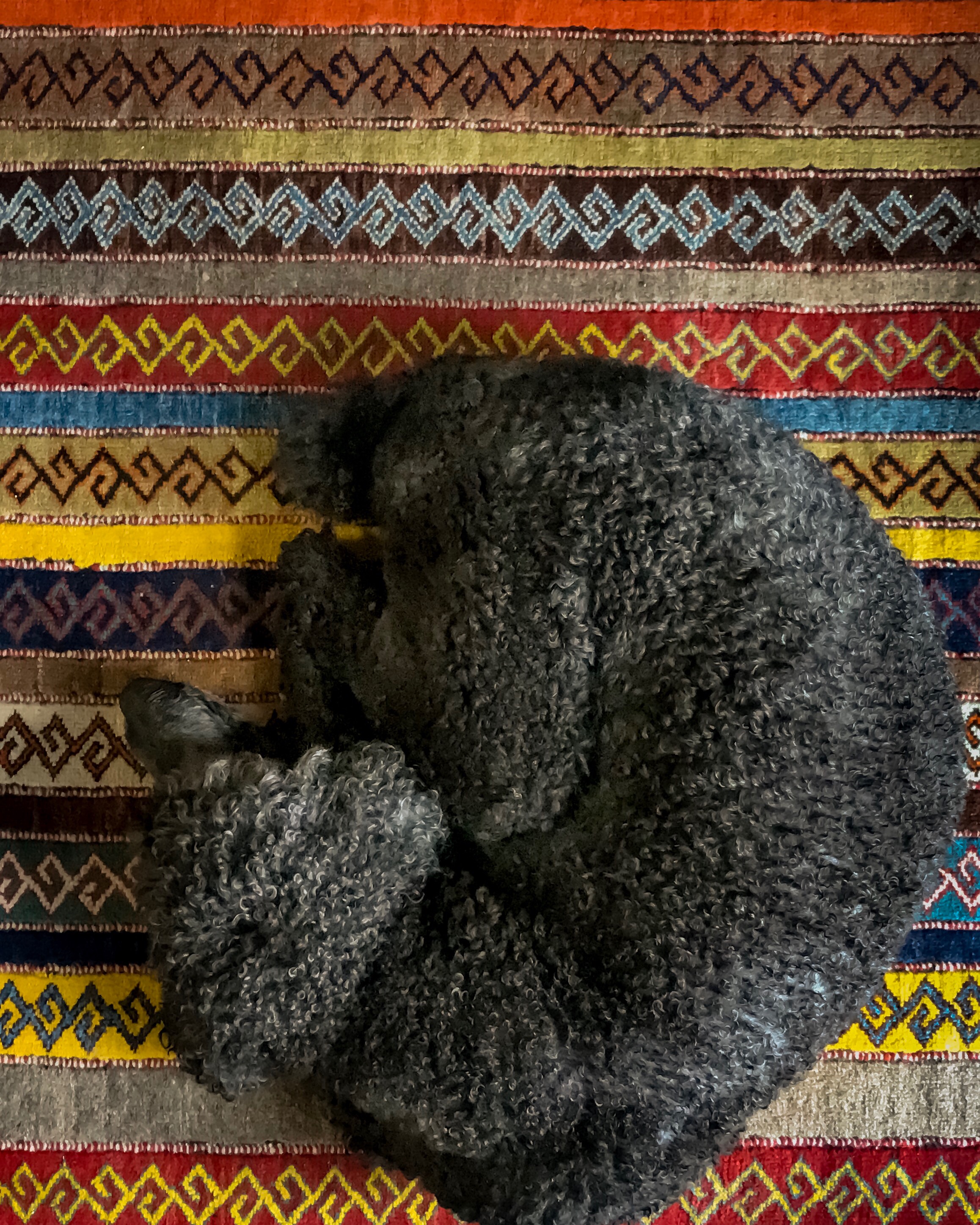 Let Sleeping Dogs Lie