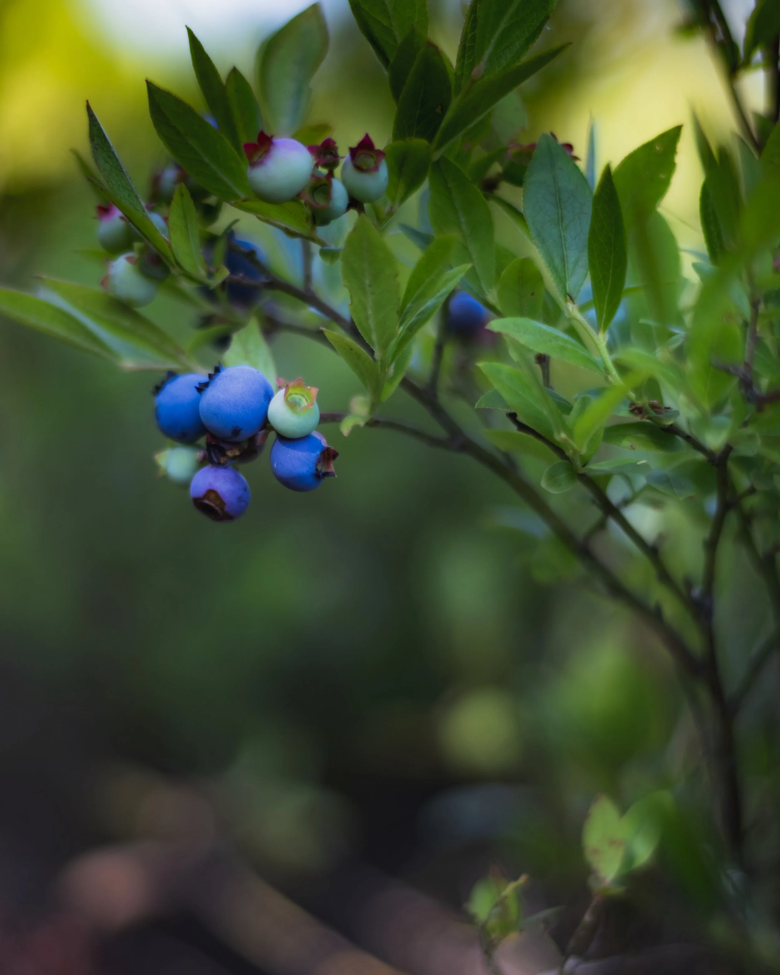 Blueberries