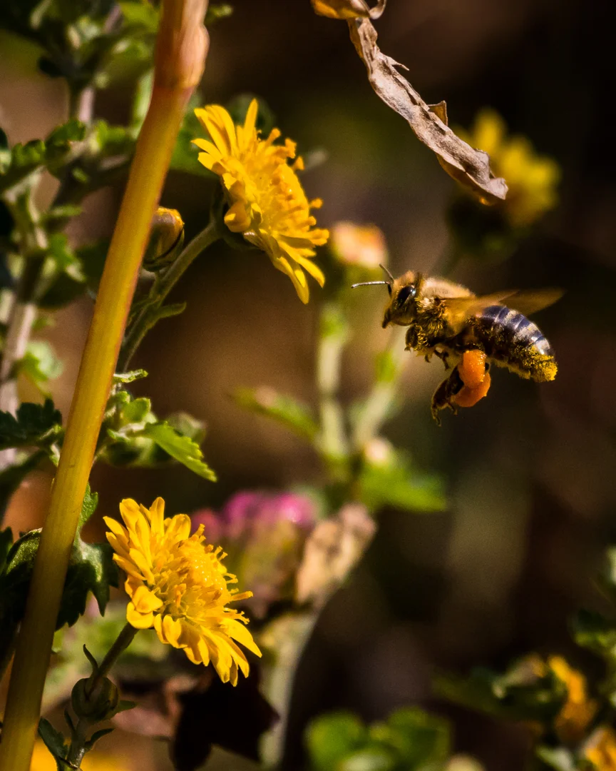 Honeybee in Flight