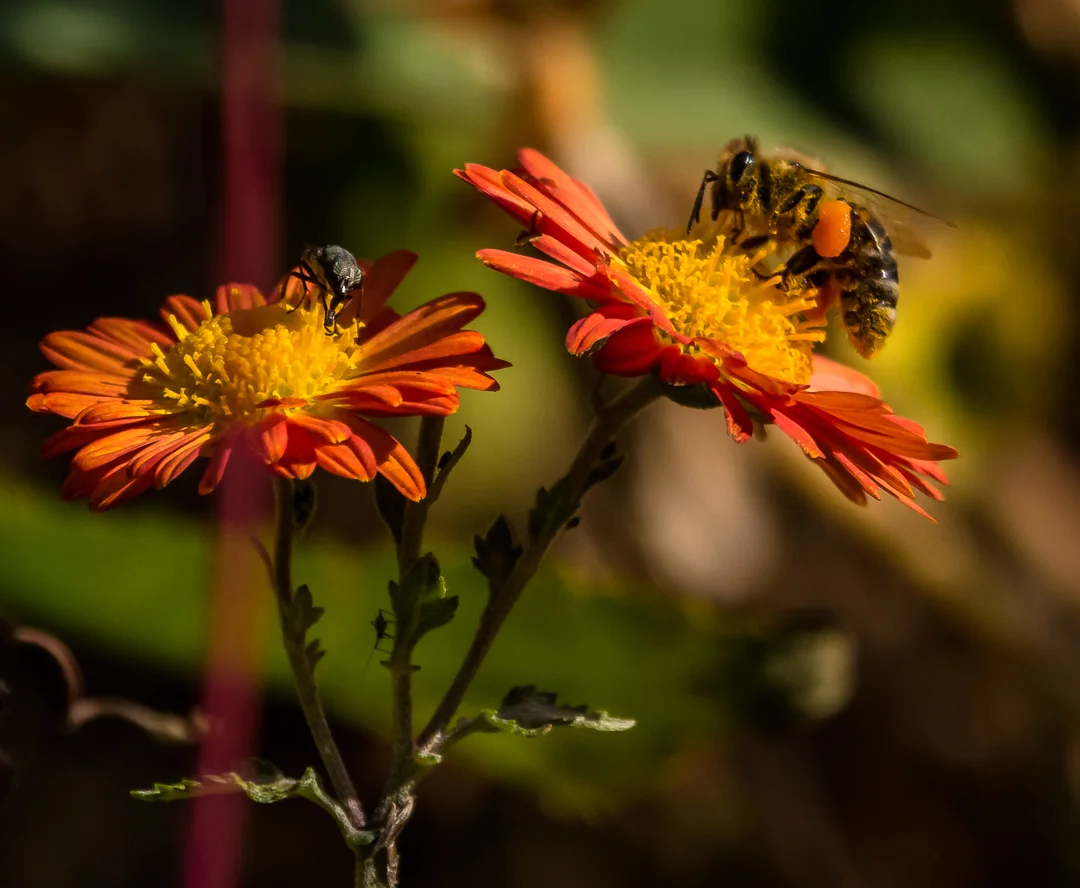 Autumn Honeybee
