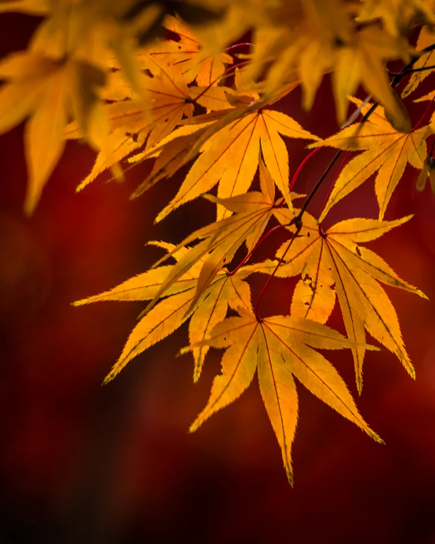 Yellow Japanese Maple