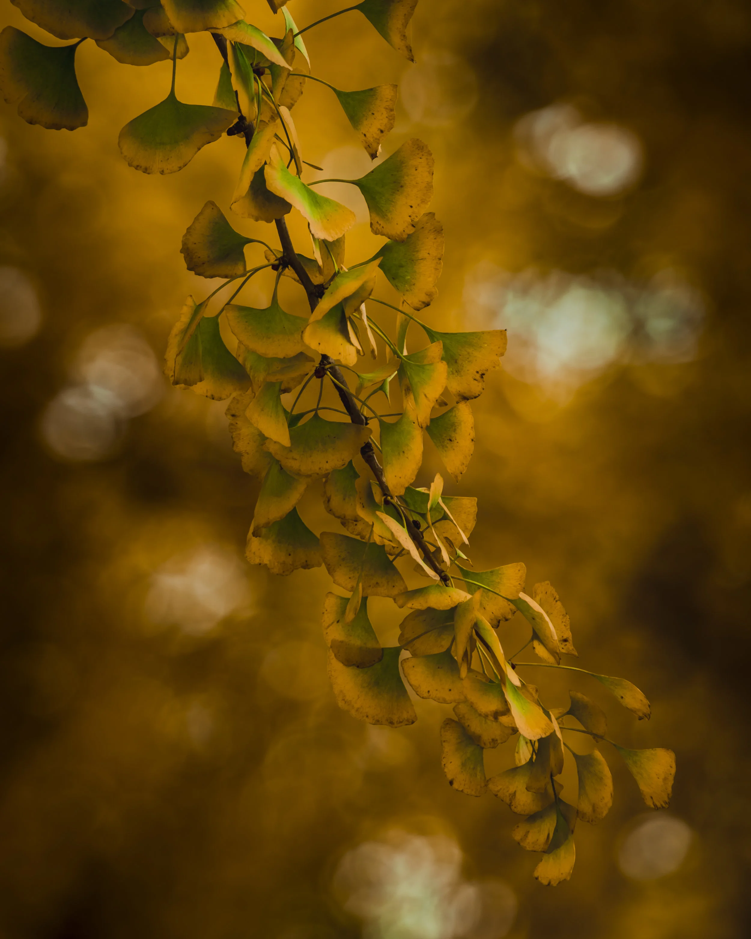 Ginkgo Bokeh