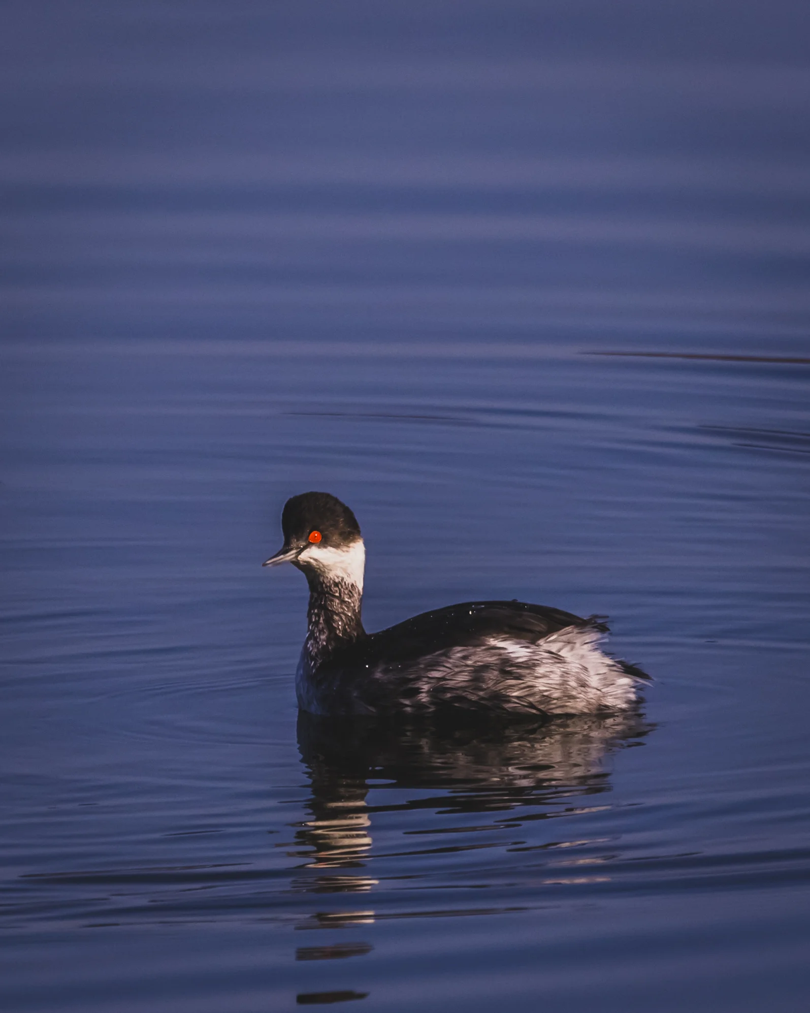 Black-necked Grebe