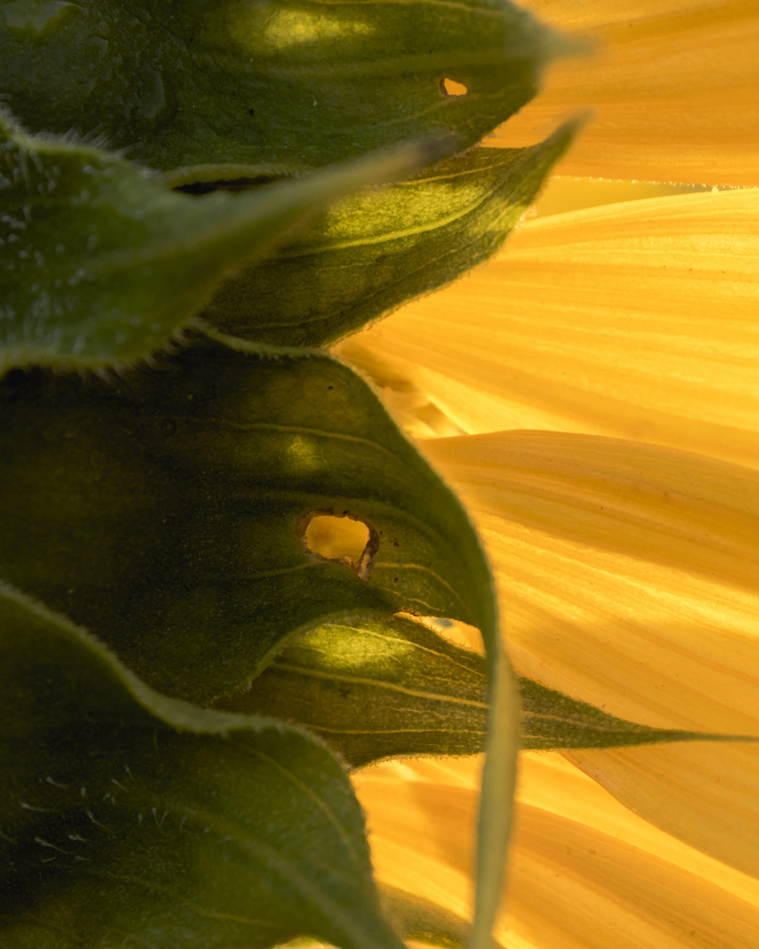 Sunlit Sunflower