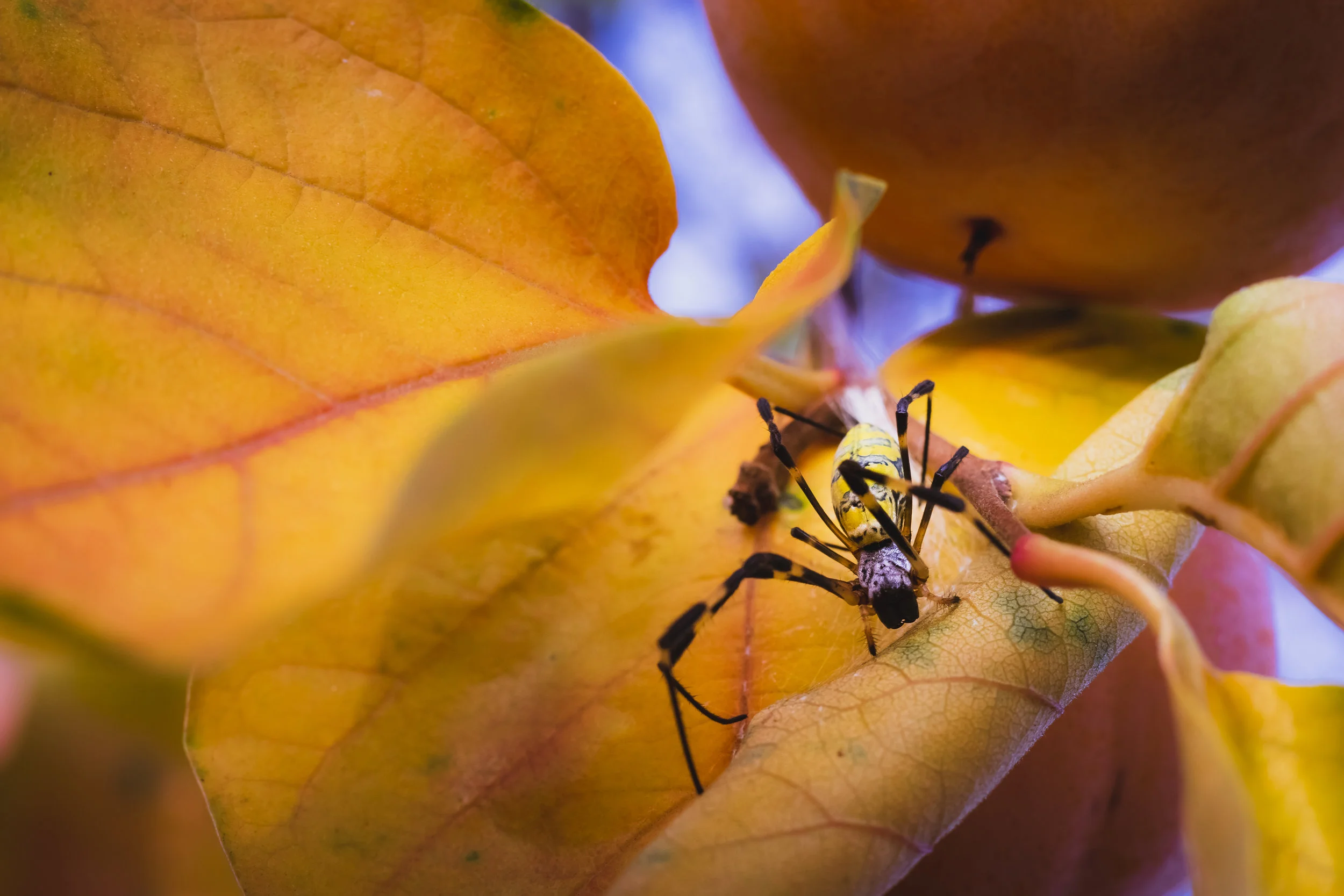 Golden Silk Orb-Weaving Spider on Asian Persimmon