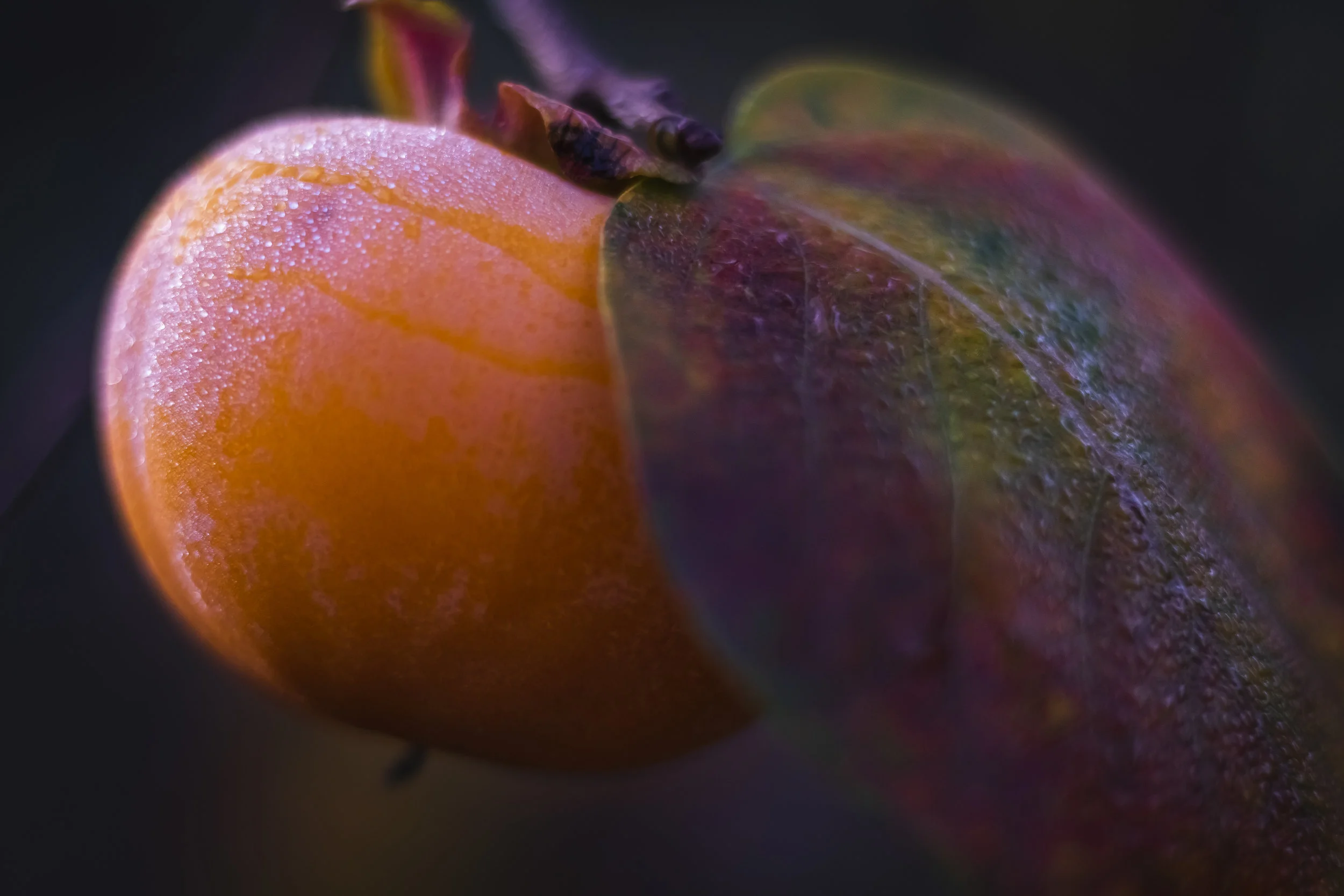 Crisp Autumn Asian Persimmon