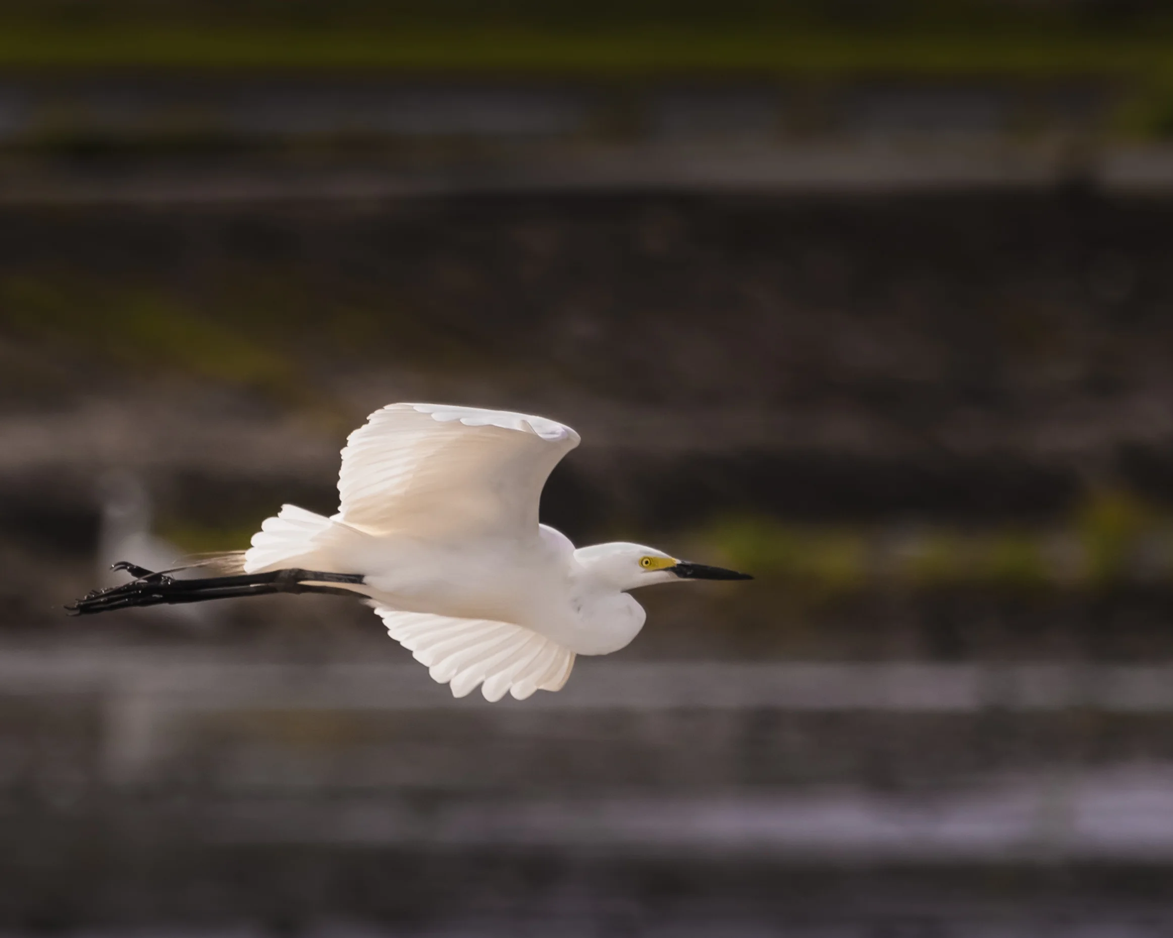 Intermediate Egret