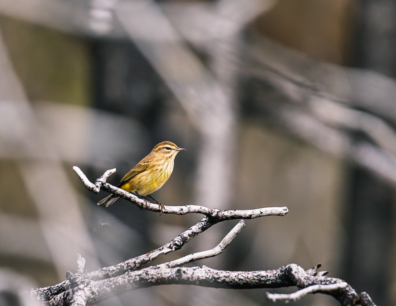 Early Notes of Recovery