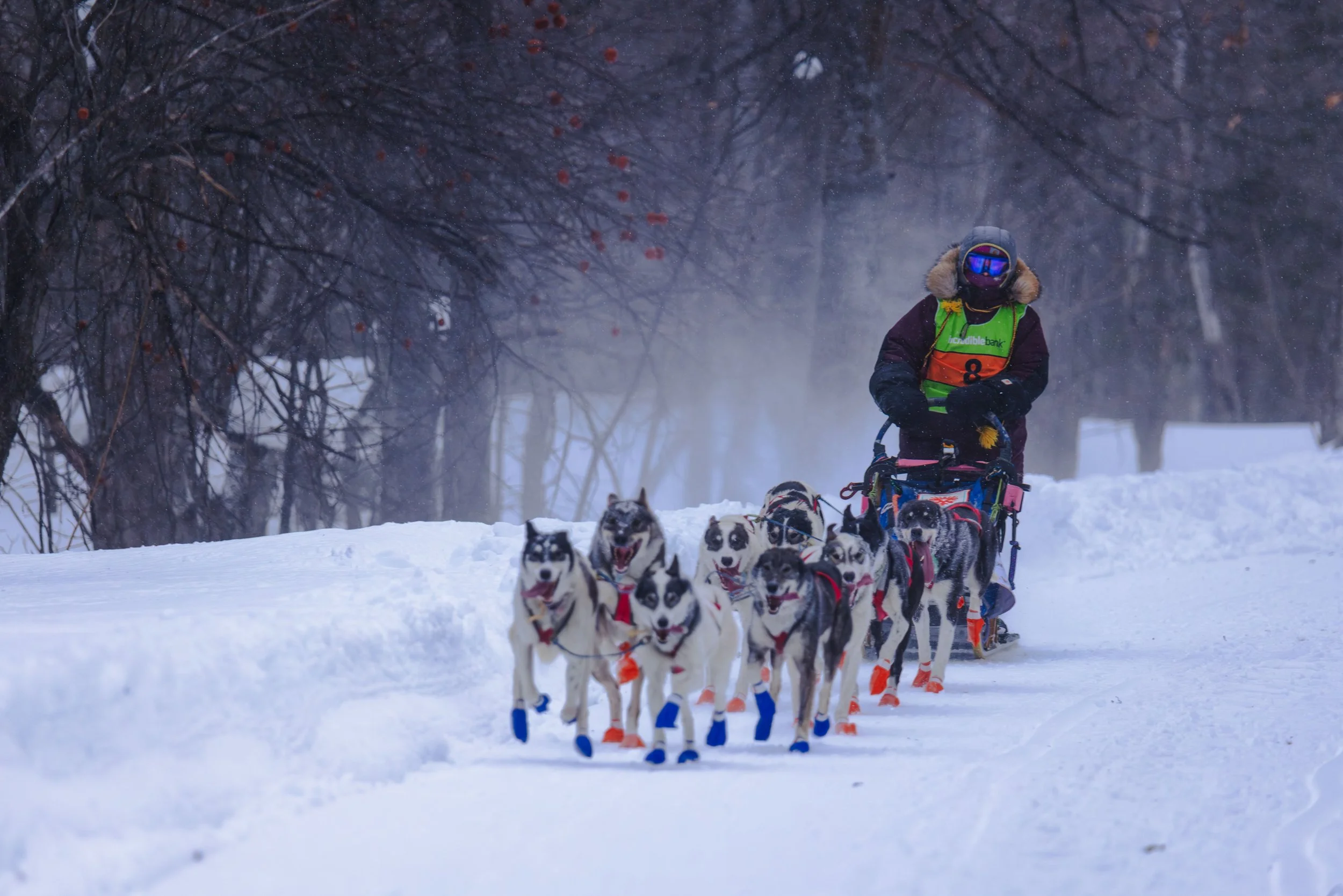 CopperDog2026-1.jpg