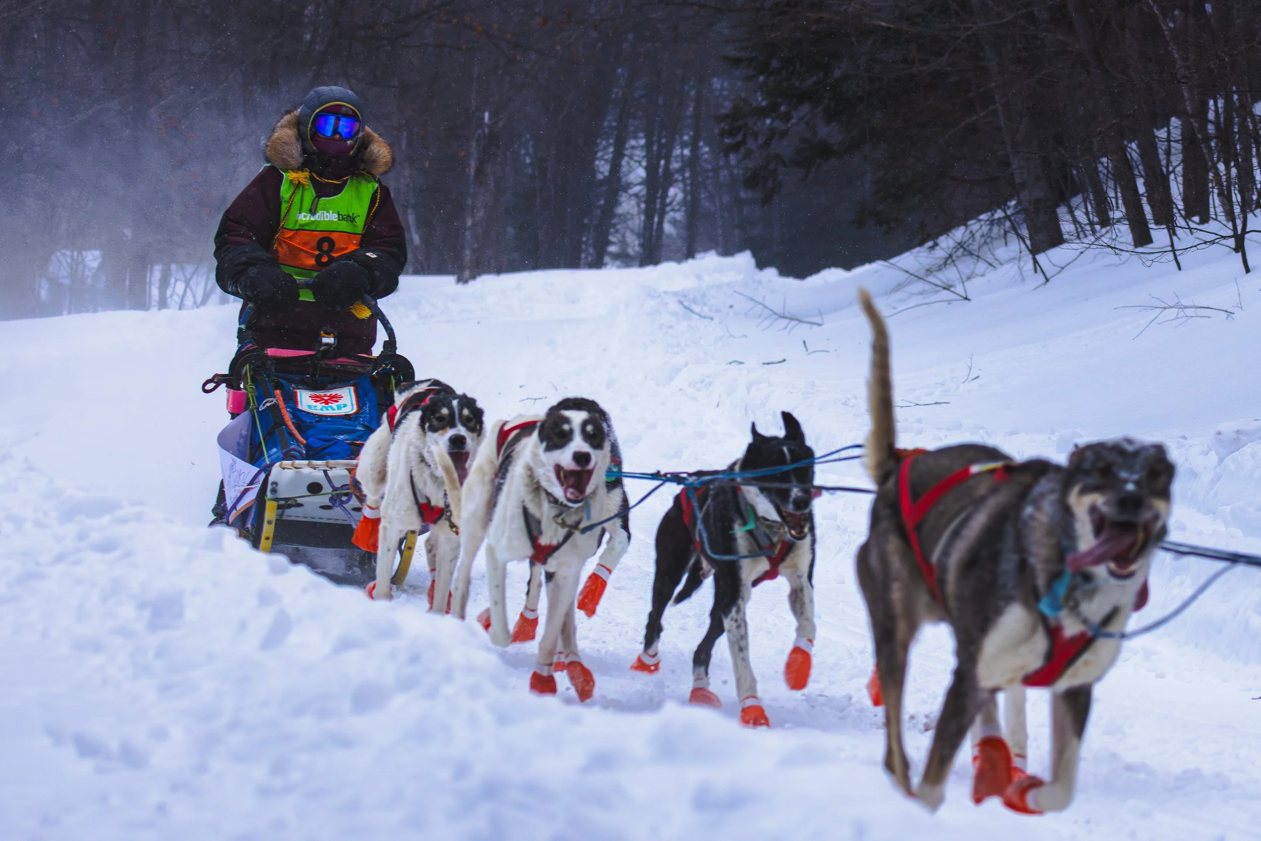 CopperDog2026-2.jpg
