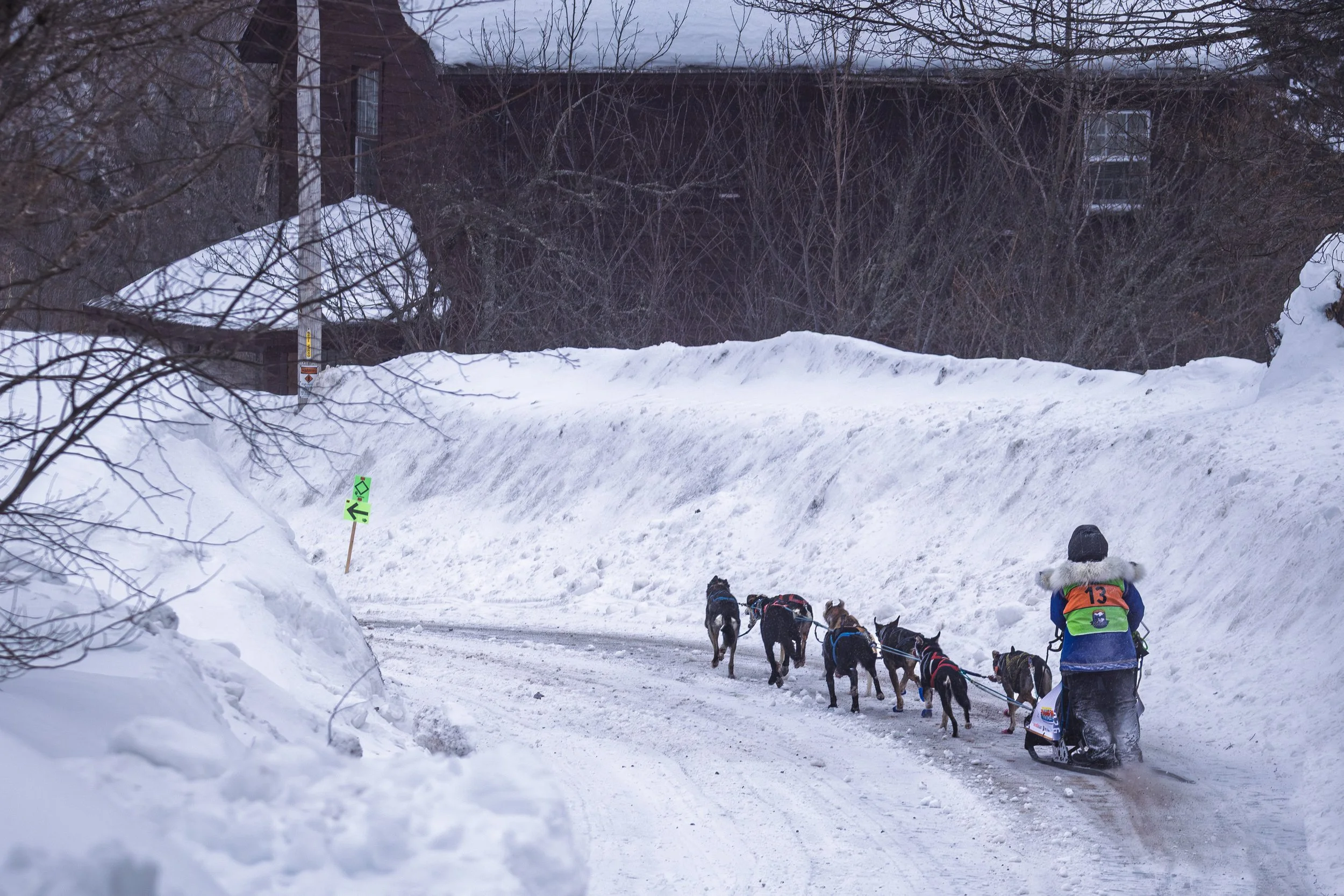 CopperDog2026-3.jpg