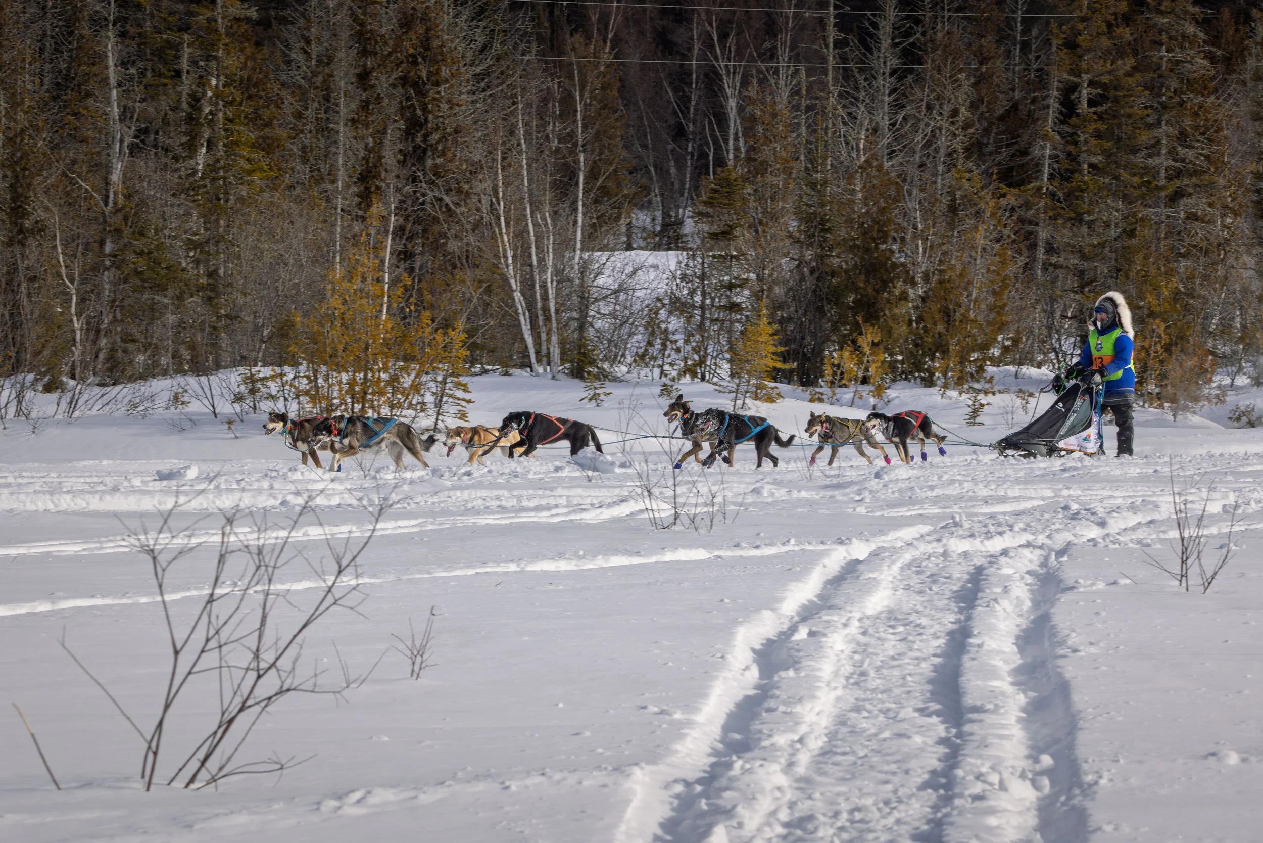 CopperDog2026-4.jpg