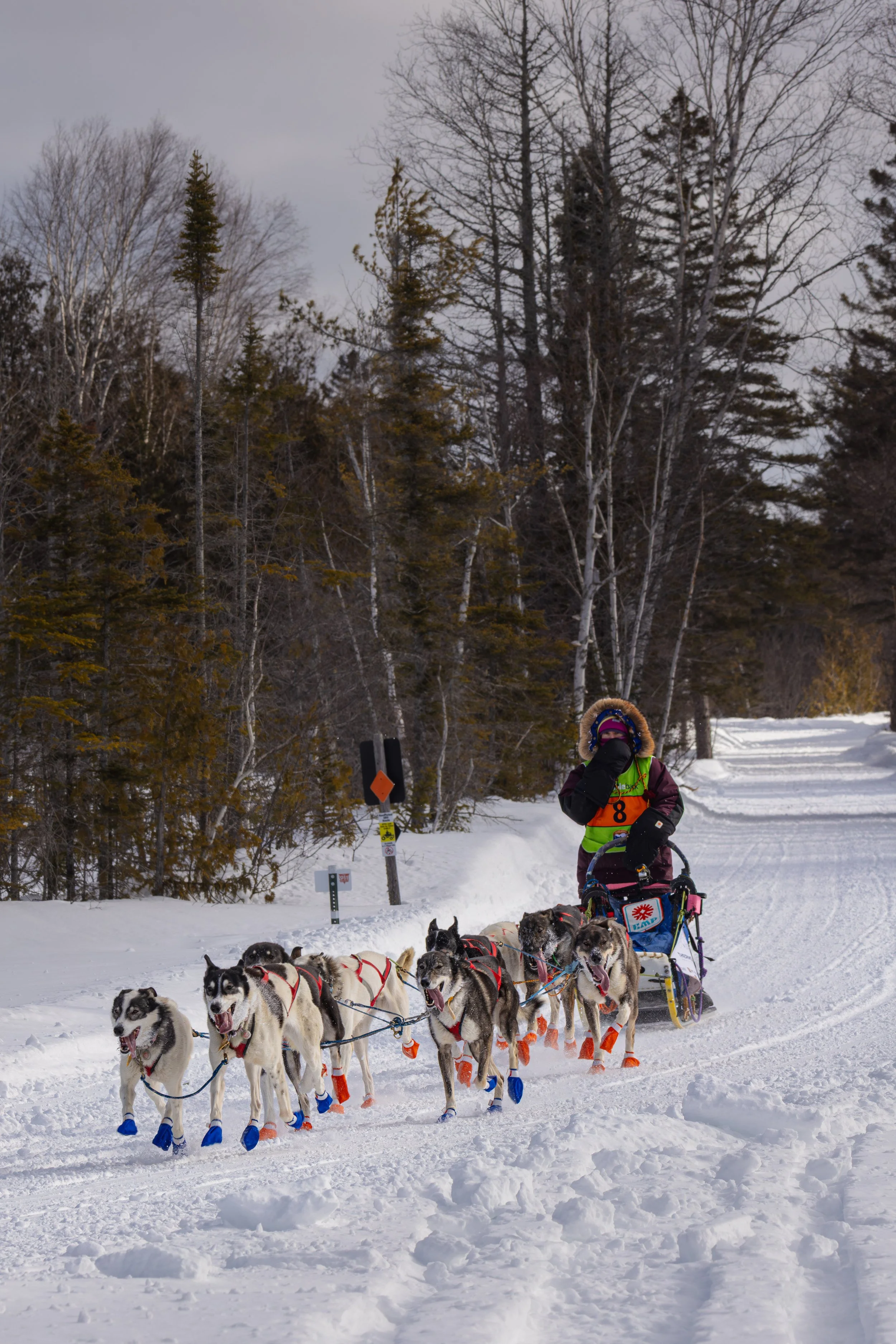 CopperDog2026-7.jpg