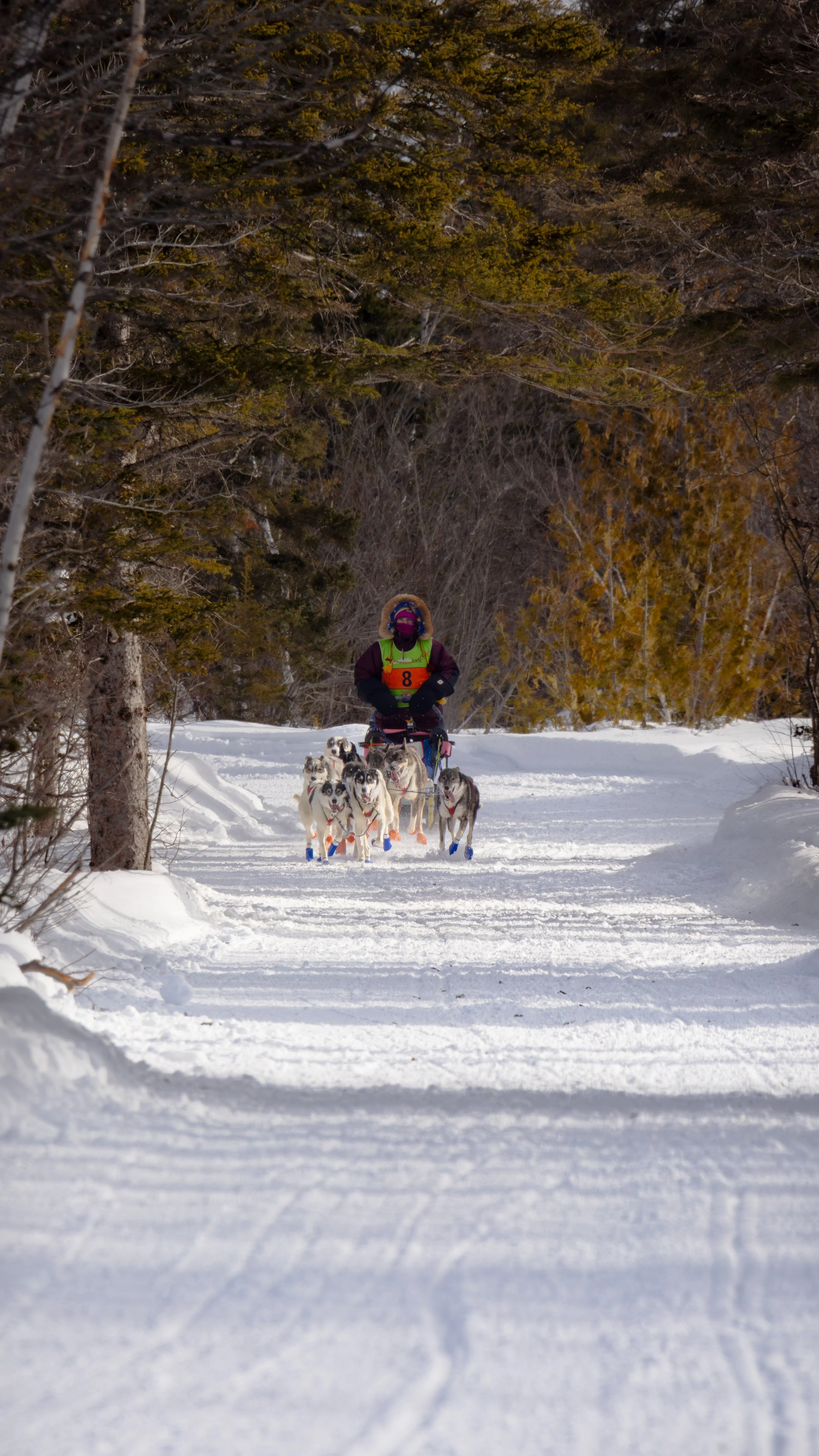 CopperDog2026-6.jpg