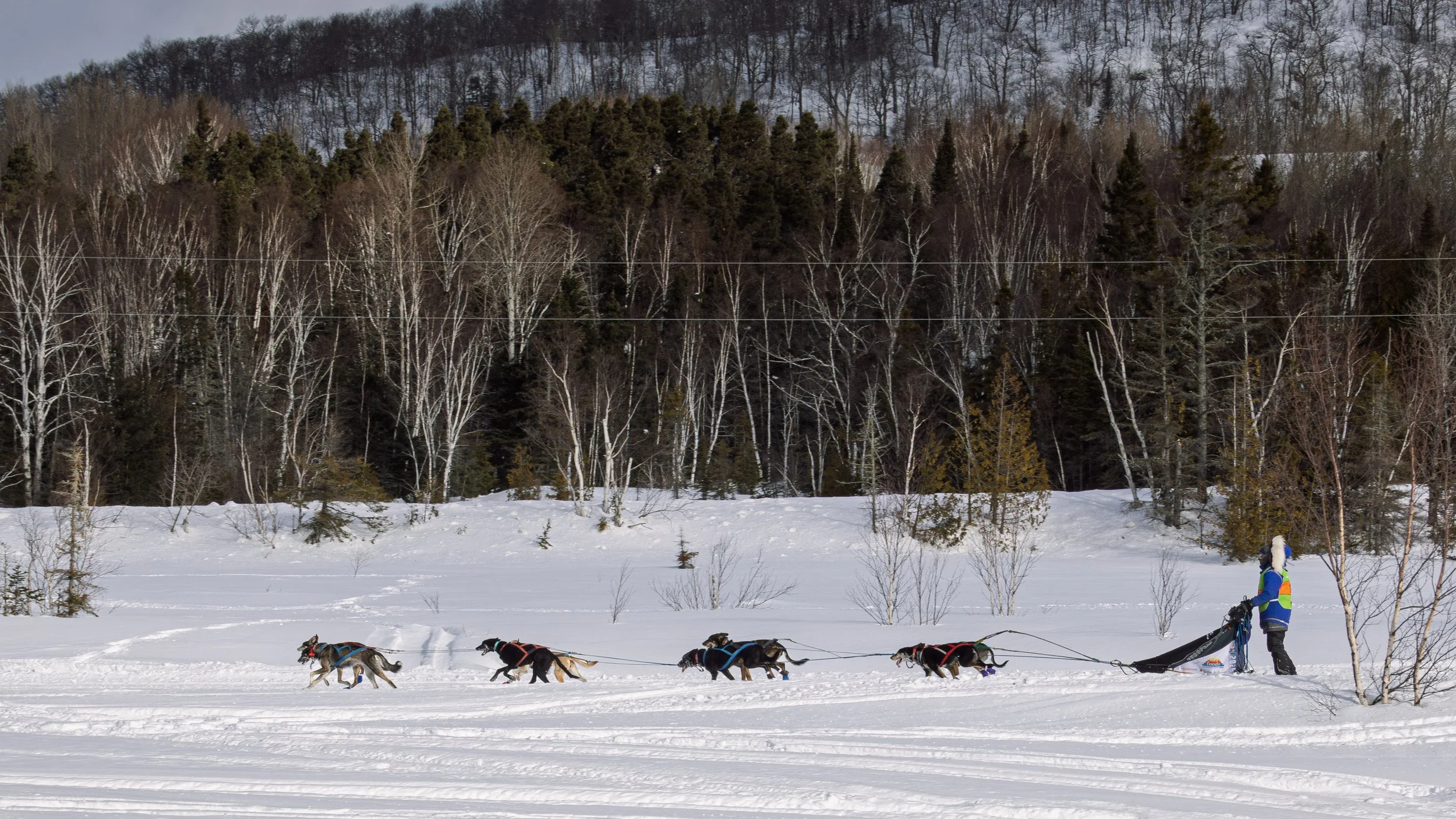 CopperDog2026-5.jpg