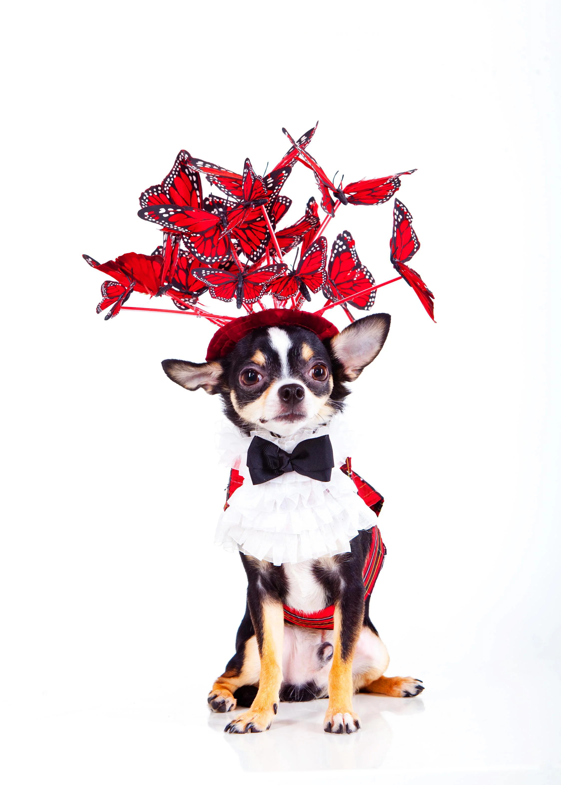 The Butterfly Hat by Anthony Rubio Canine Couture Dogs.jpg