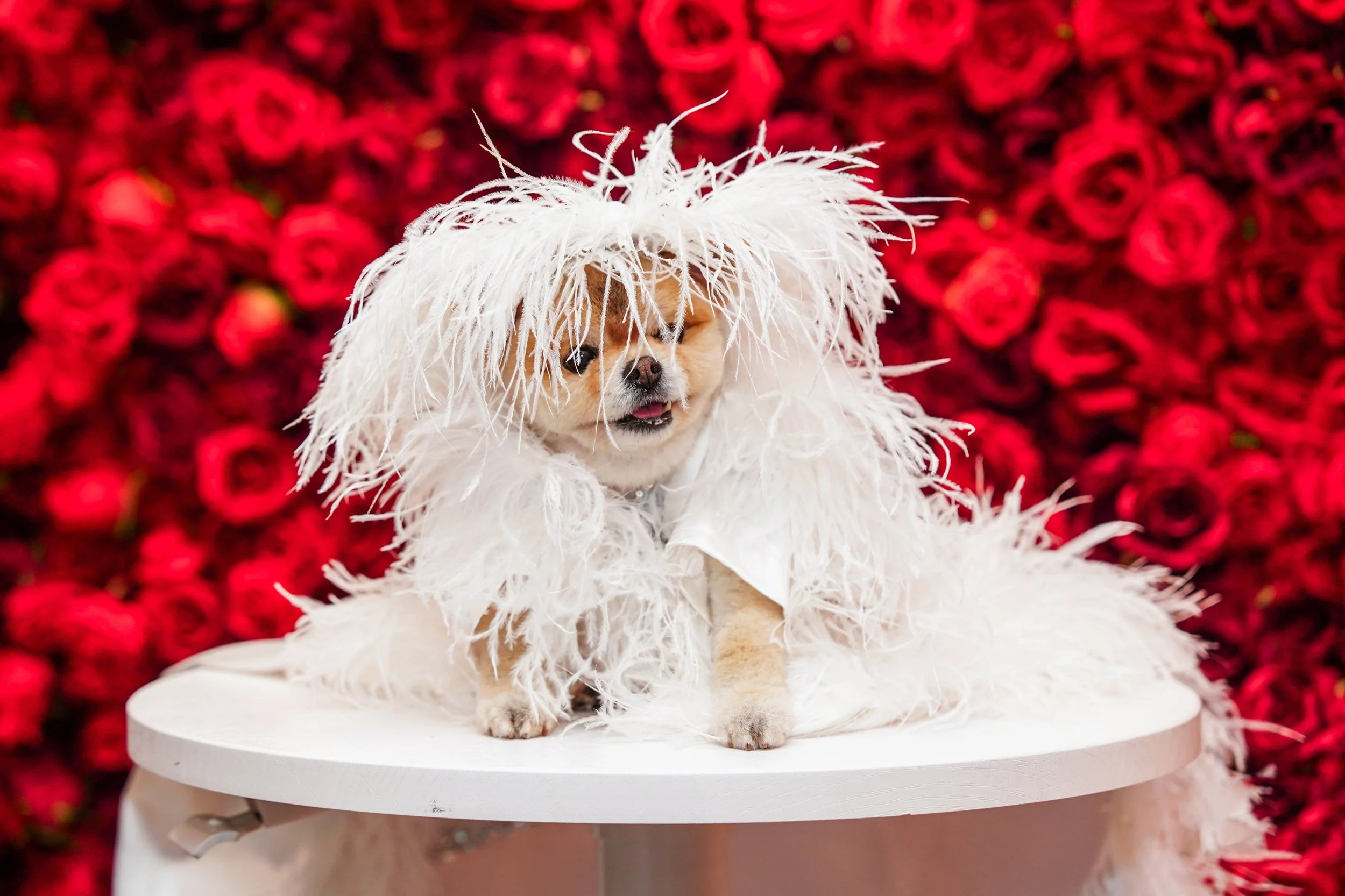 LaLa, a Pomeranian as Diana Ross as seen at the 2025 Met Gala (Photo by Hideki Aono)
