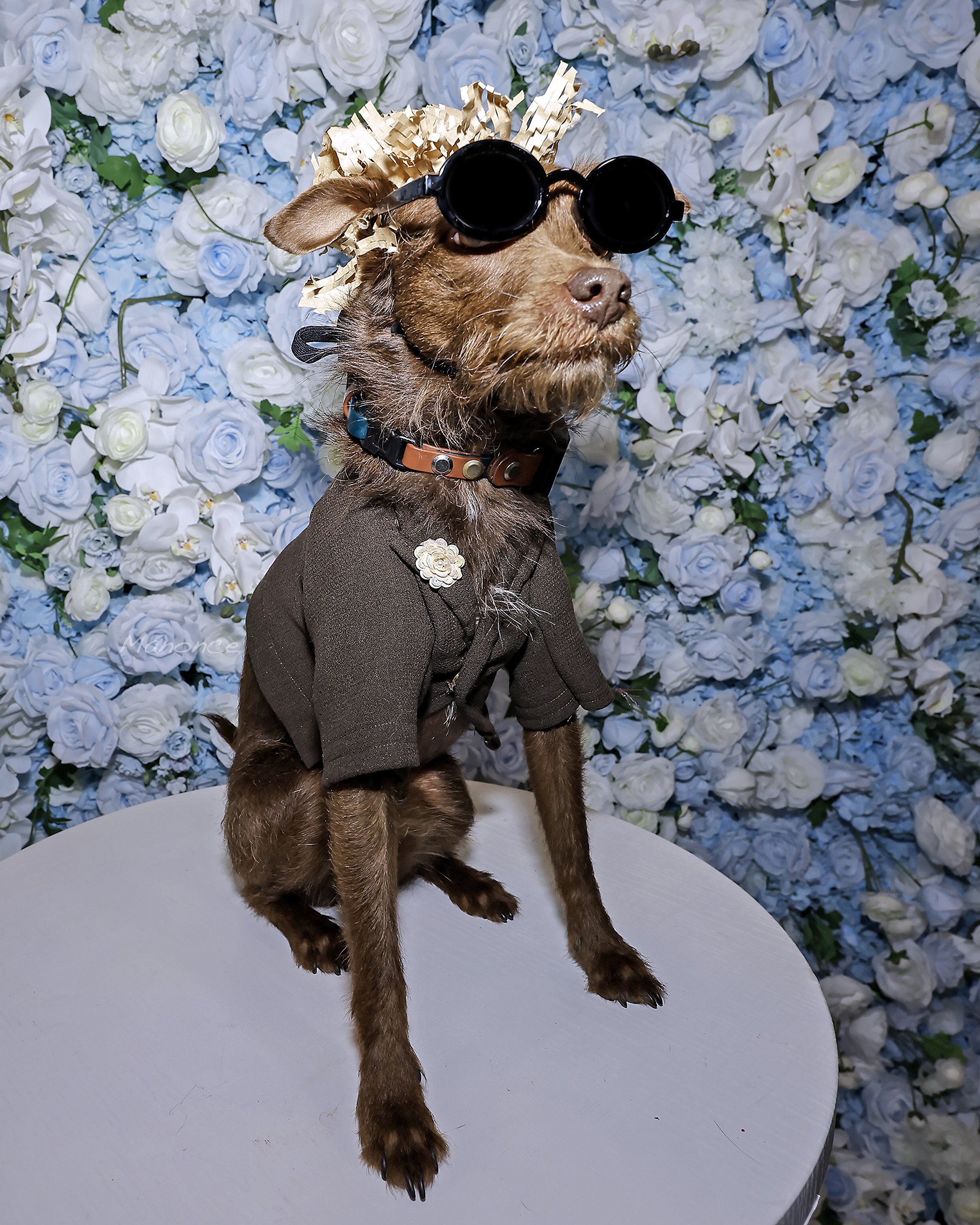 Bastian, a Rat Terrier as Bad Bunny as seem at the 2025 Met Gala