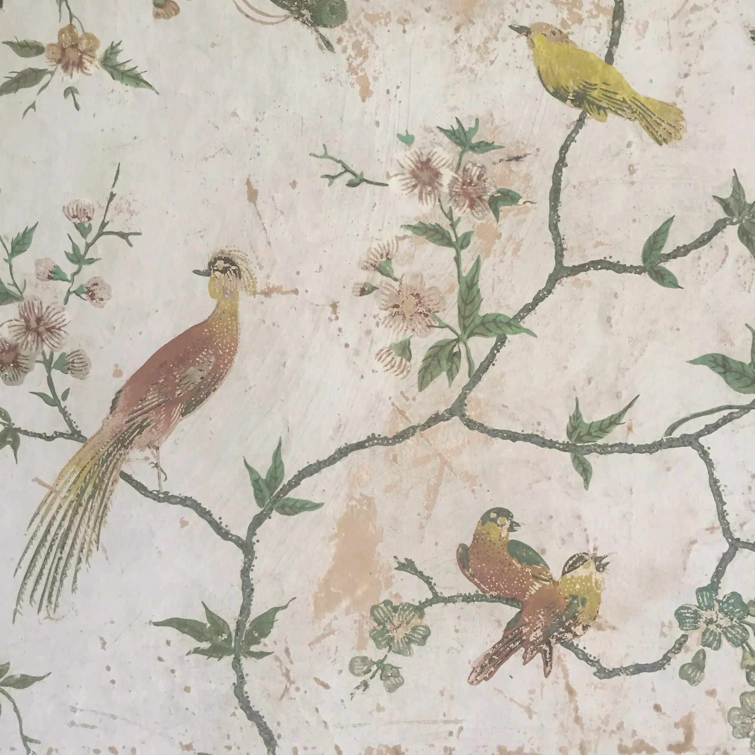 *NT WALLPAPER PHEASANT.jpeg