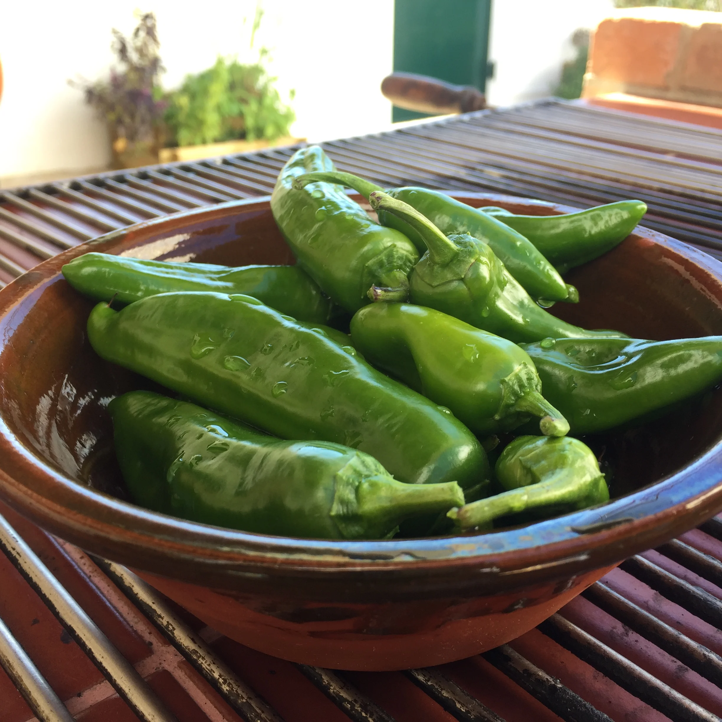 pimentos padron.jpg