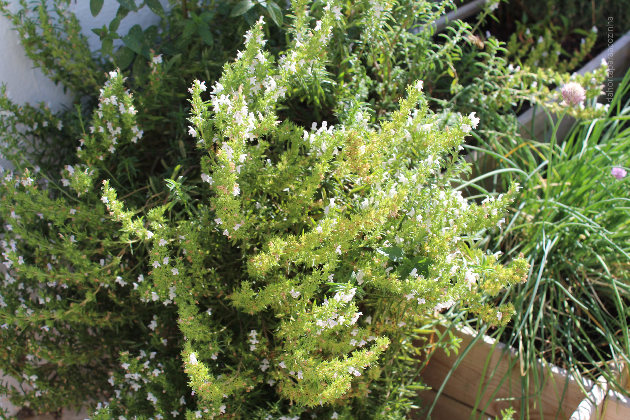 Ervas Aromáticas 1 - Segurelha