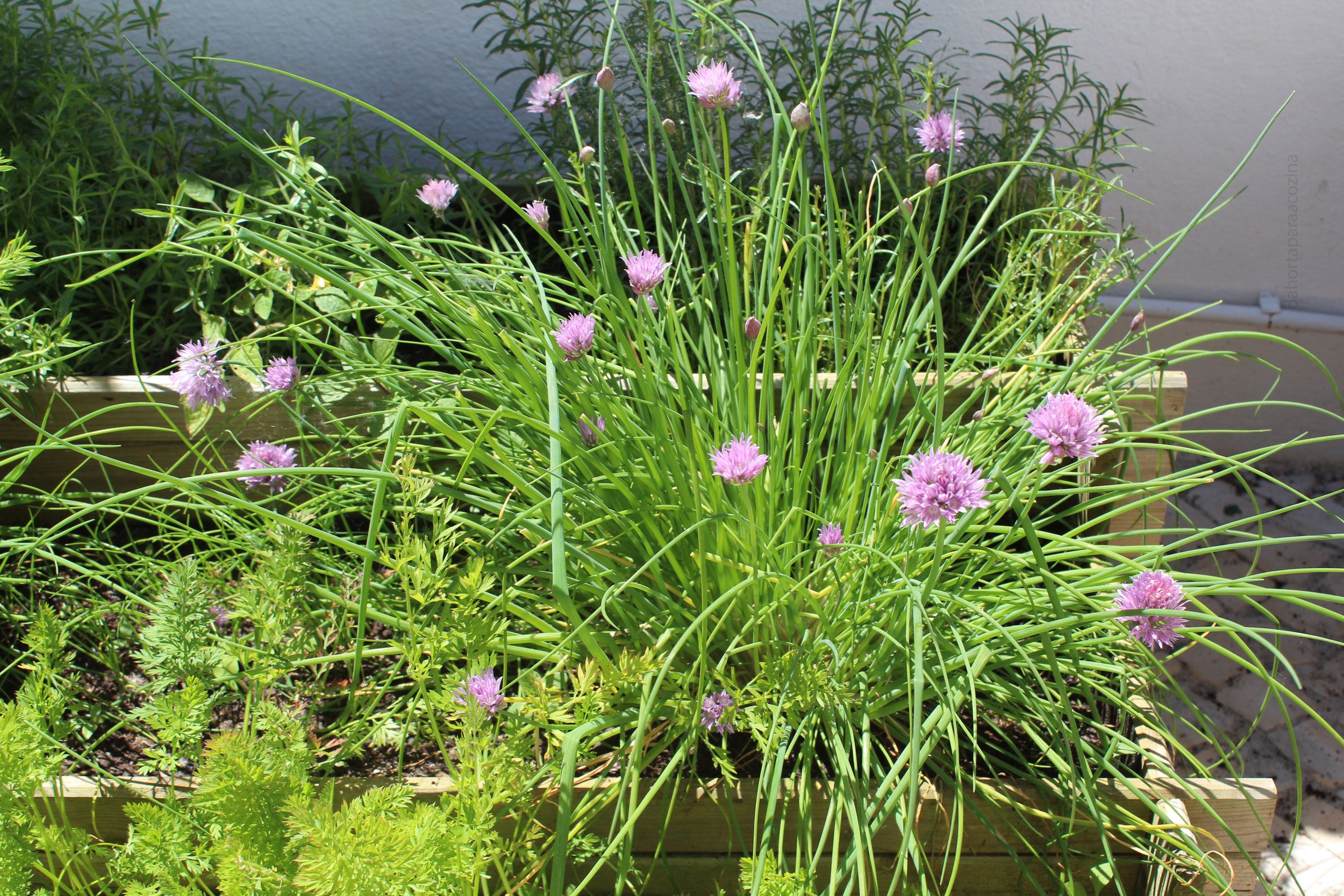 Ervas Aromáticas 4 - Cebolinho